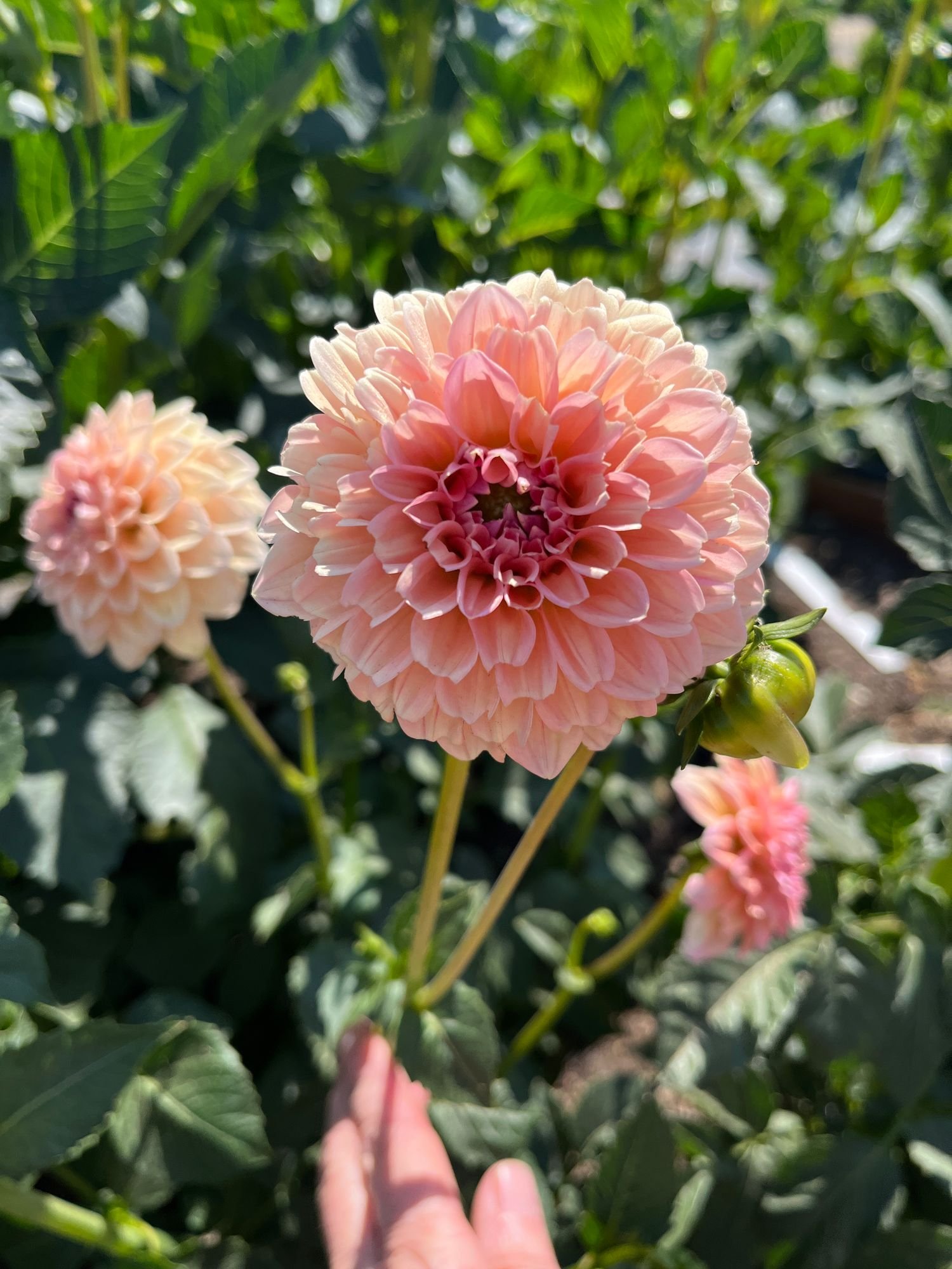 Dahlia 'Linda's Baby'