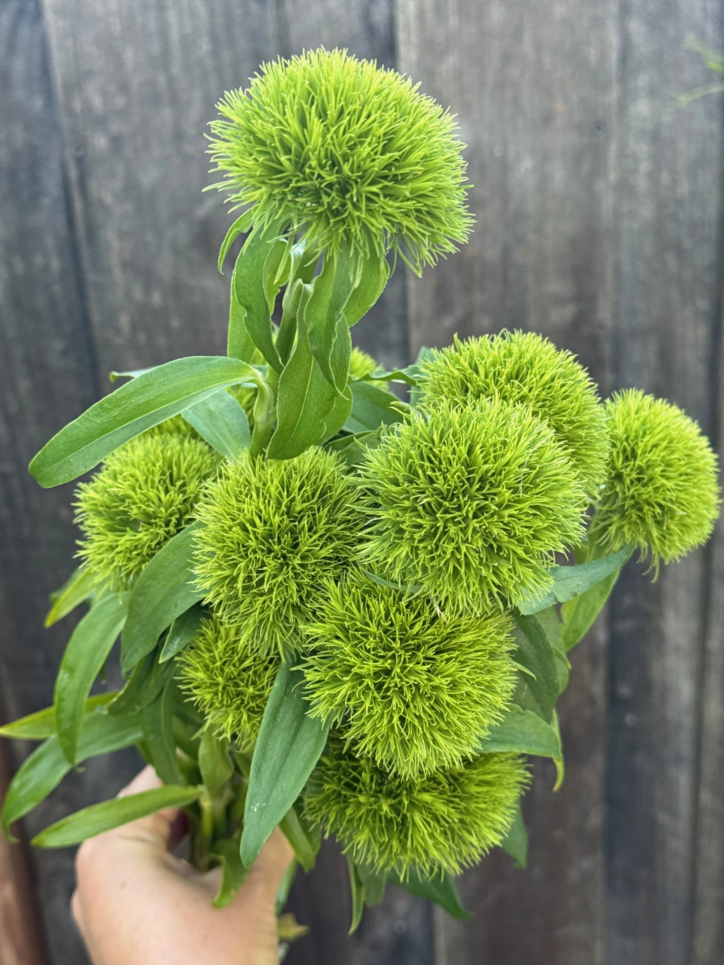 DIANTHUS barbatus Kiwi Mellow Cool