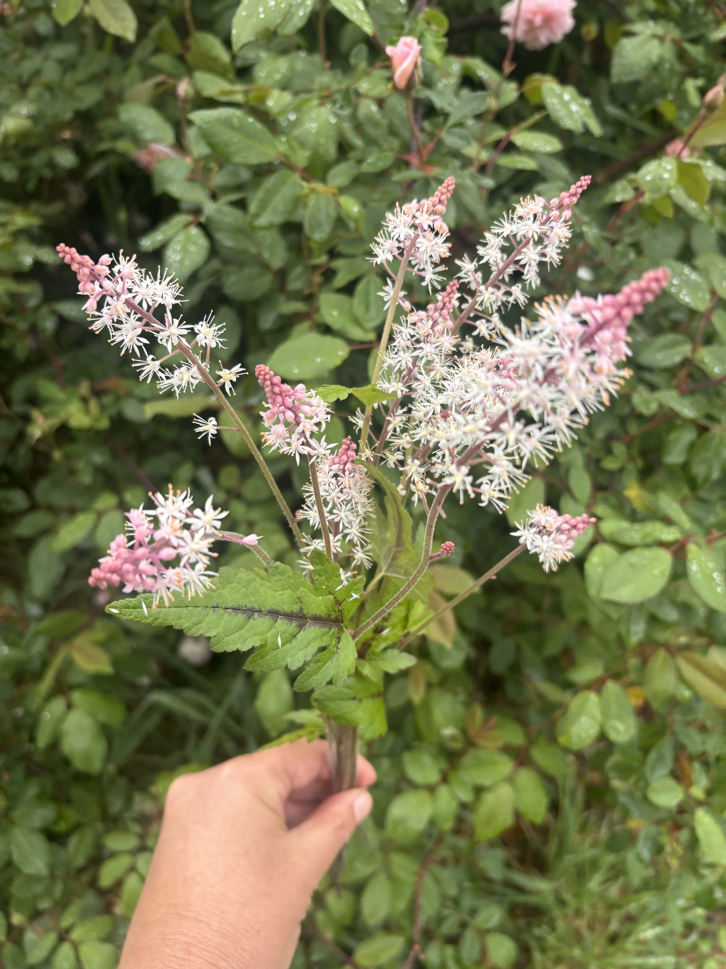 TIARELLA x Sugar and Spice