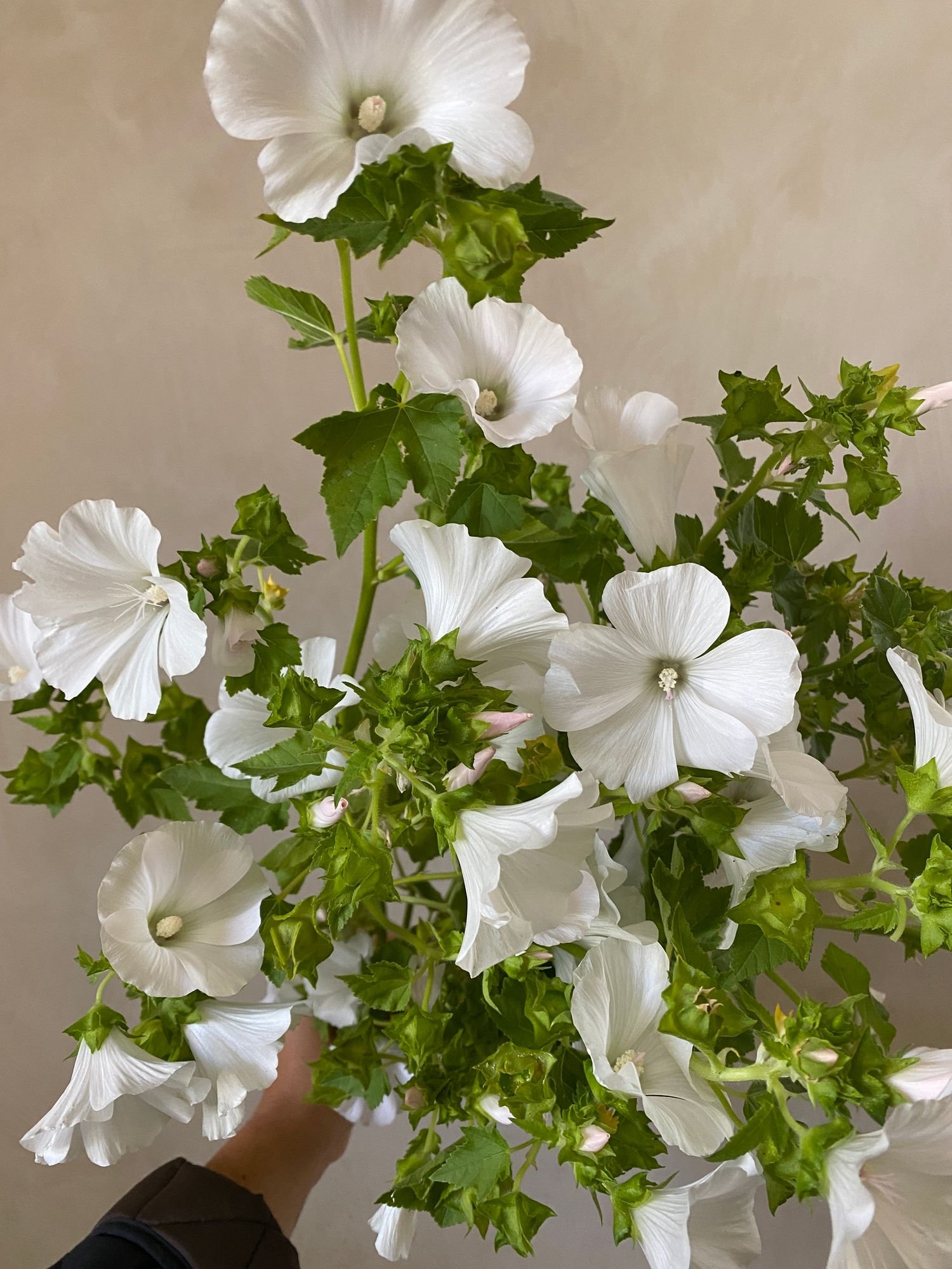 LAVATERA trimestris Mont Blanc