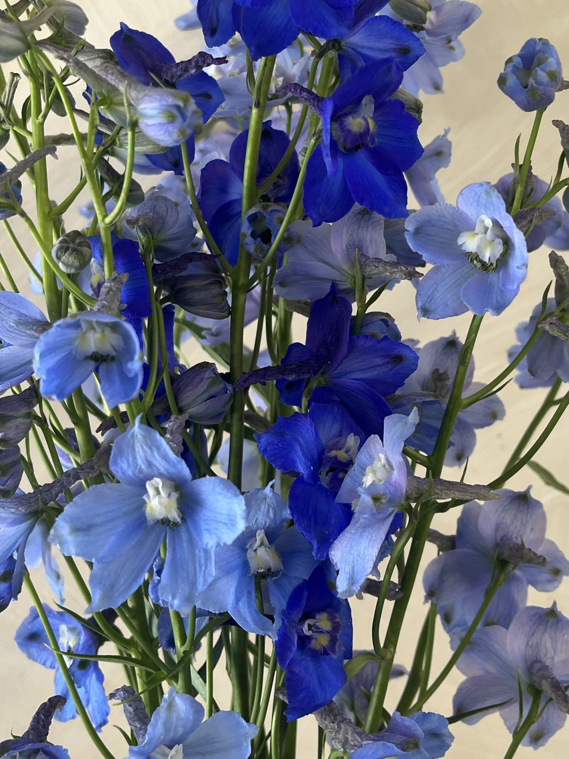 DELPHINIUM x belladonna Cliveden Beauty