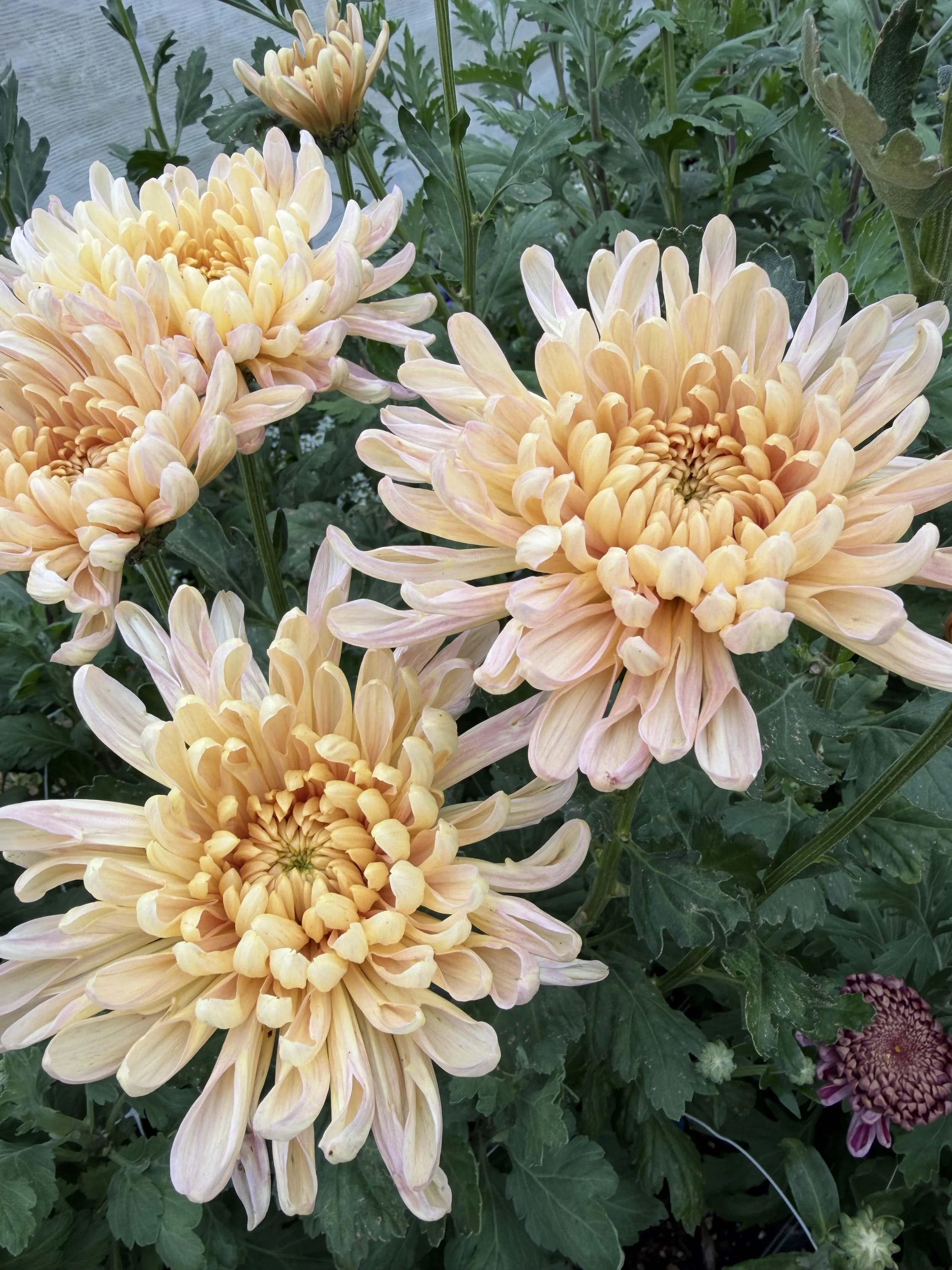 CHRYSANTHEMUM x Krabi