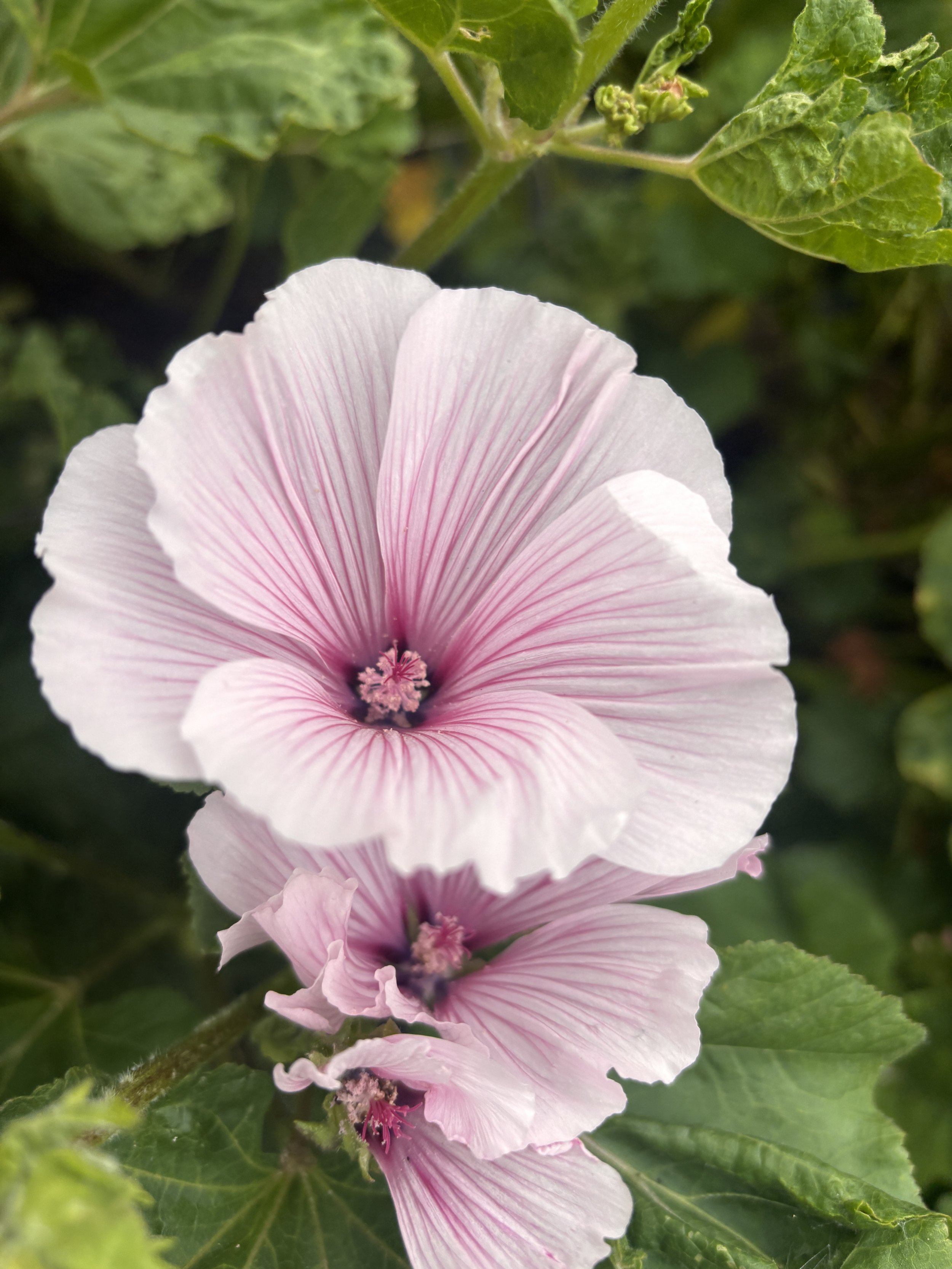 LAVATERA trimestris Pink Blush