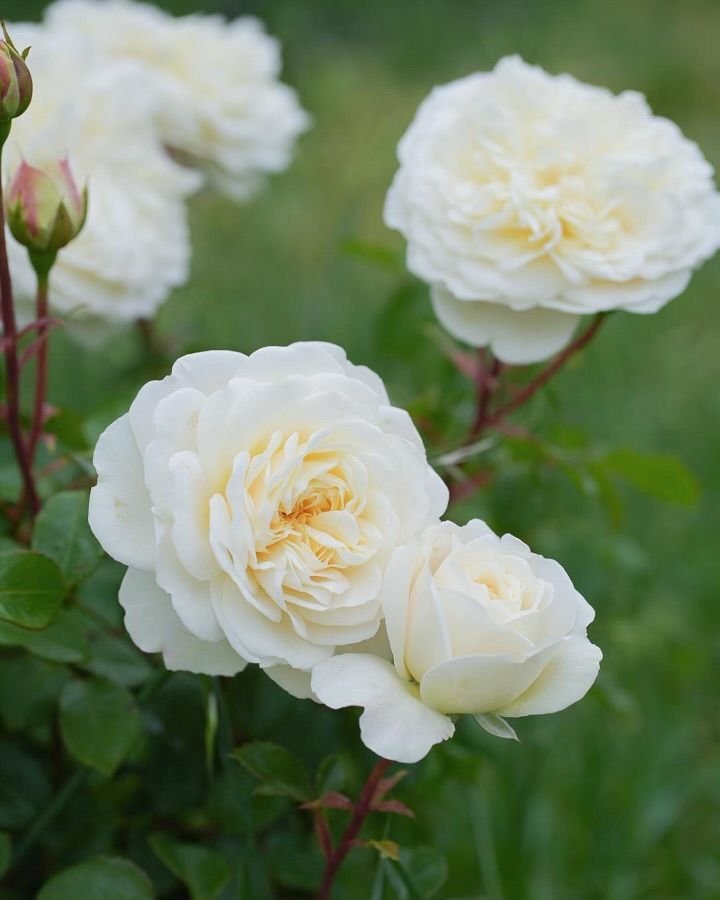 ROSA hybrida Tranquility