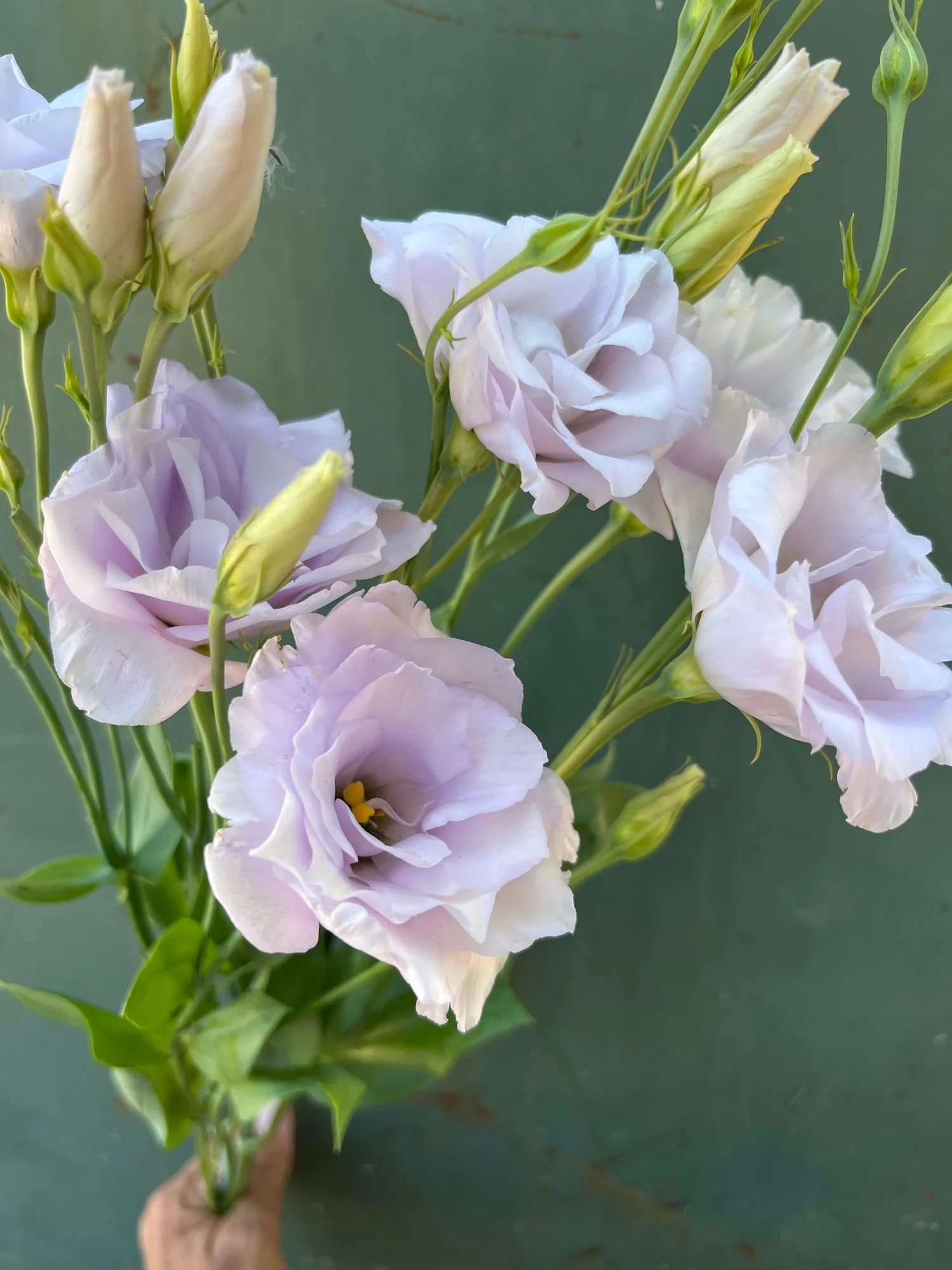 EUSTOMA grandiflorum Echo Lavender