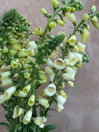 DIGITALIS hybrida Artic Fox Lemon Cream