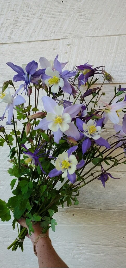 Columbine 'McKana Giants'