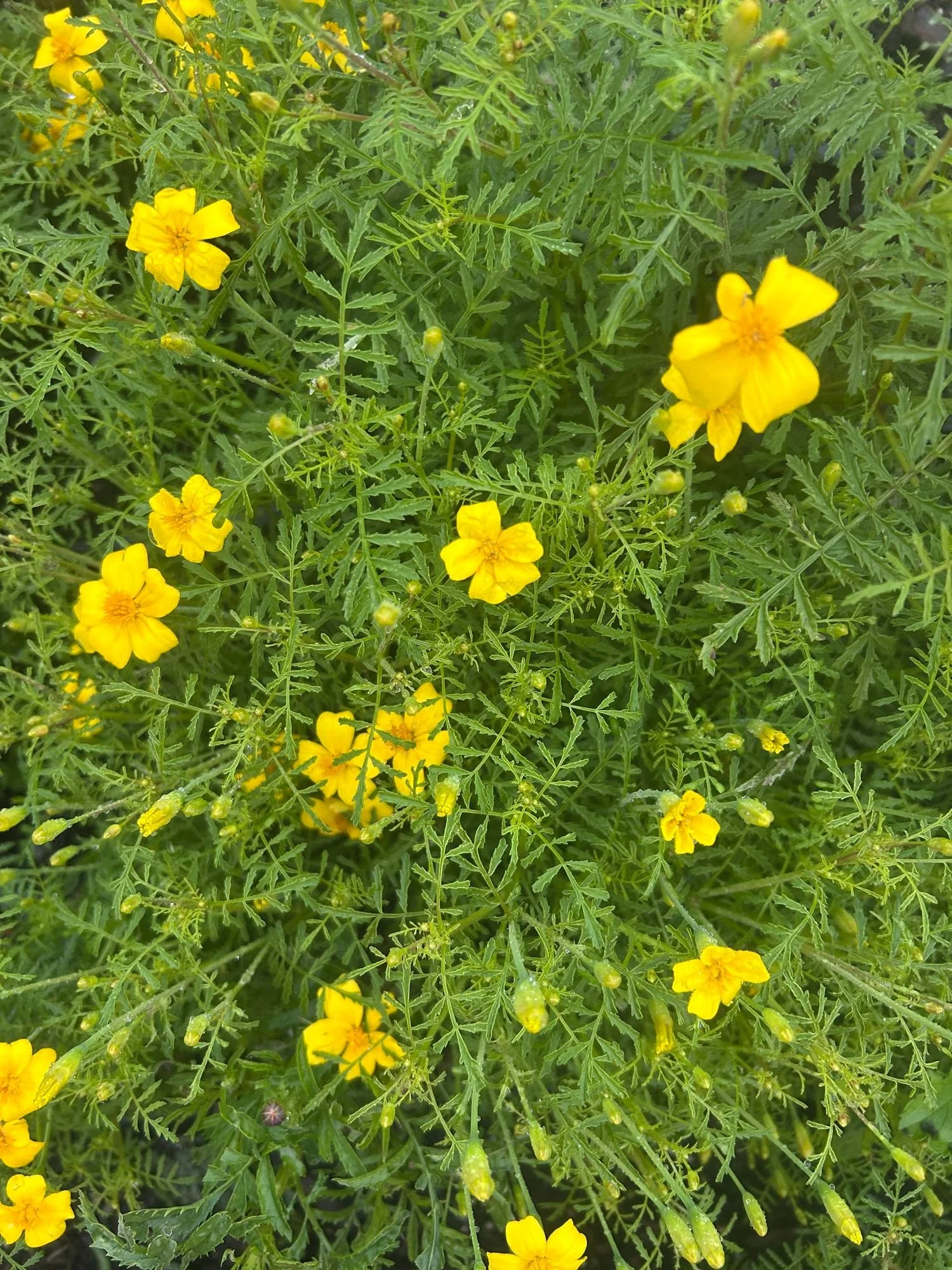TAGETES tenuifolia Lemon Gem