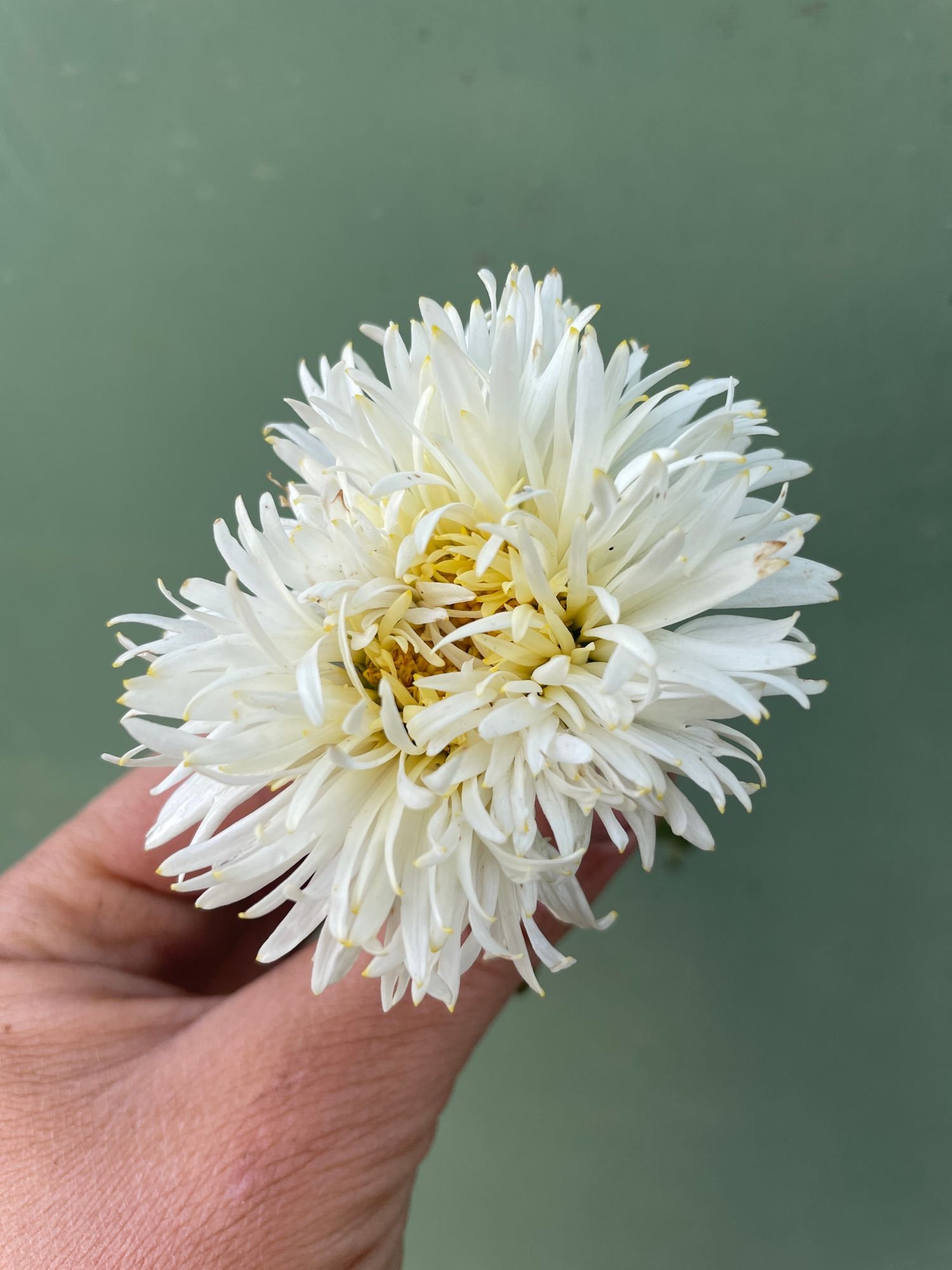 Leucanthemum 'Coconuts' $12 bu