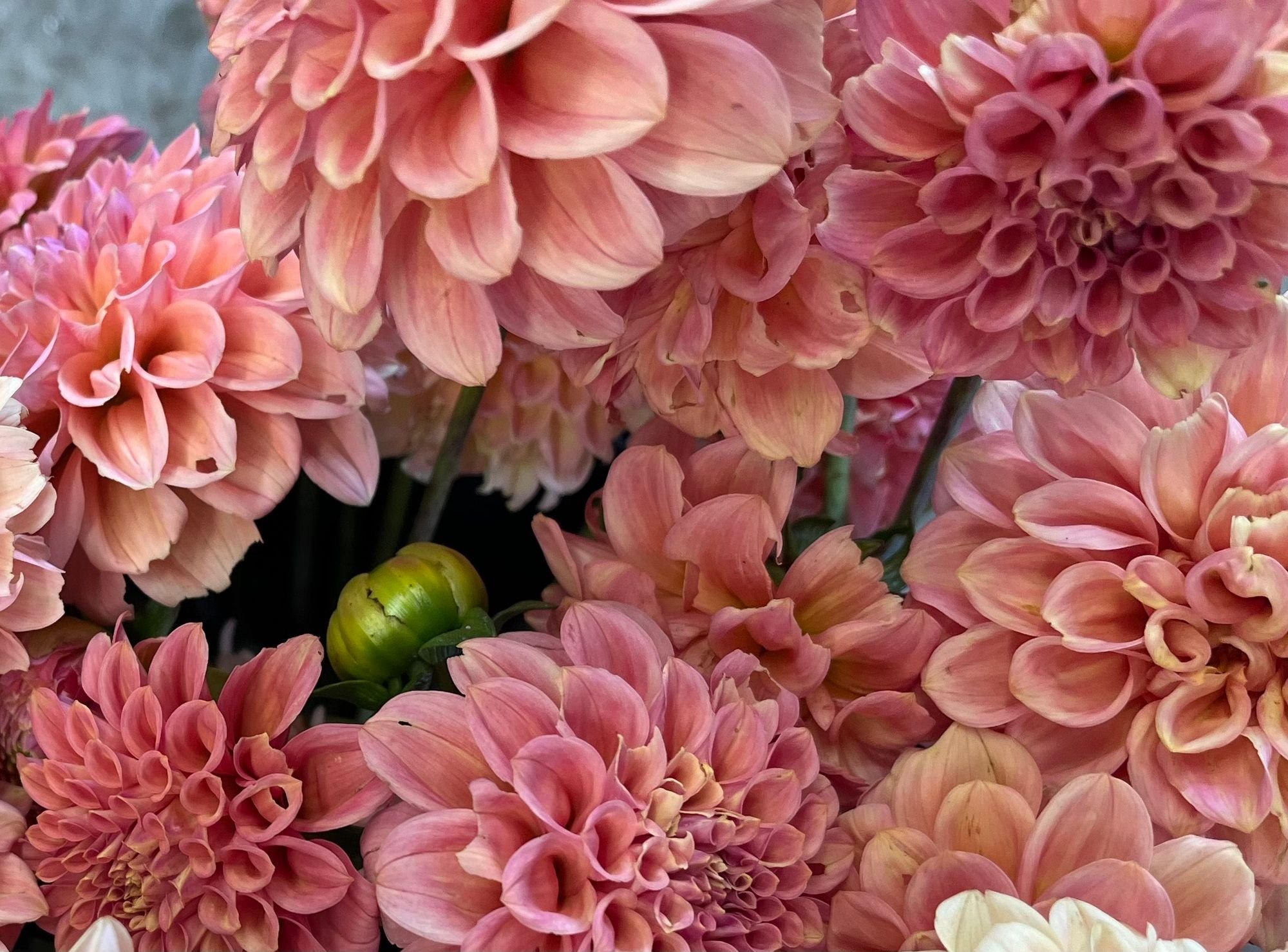 Dahlia 'Rock Run Ashley'