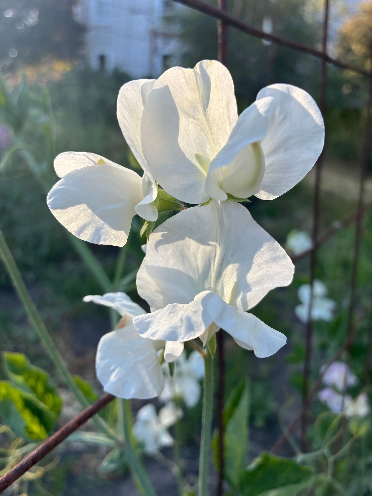 LATHYRUS odoratus Royal Wedding