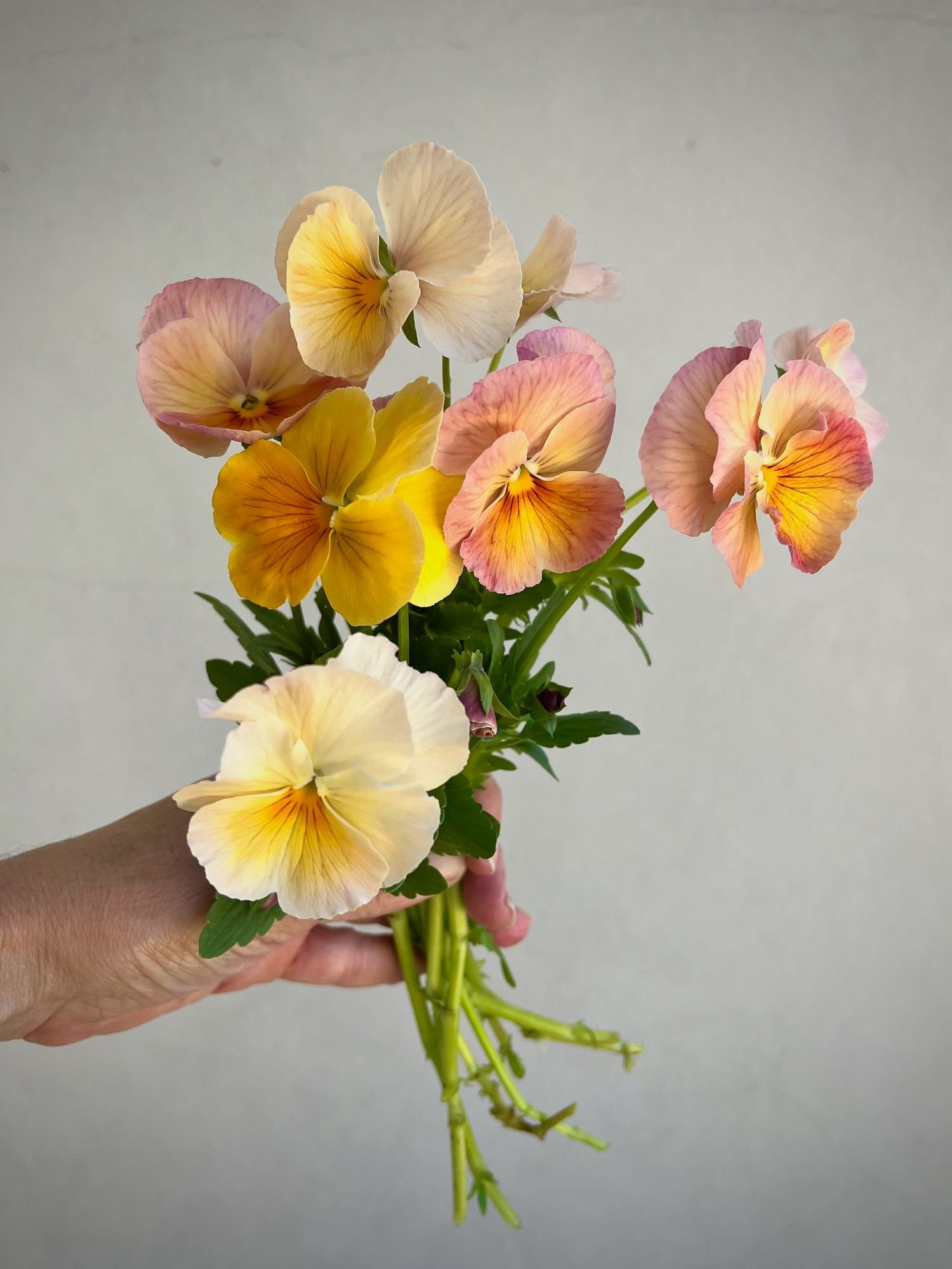 VIOLA x wittrockiana Imperial Antique Shades