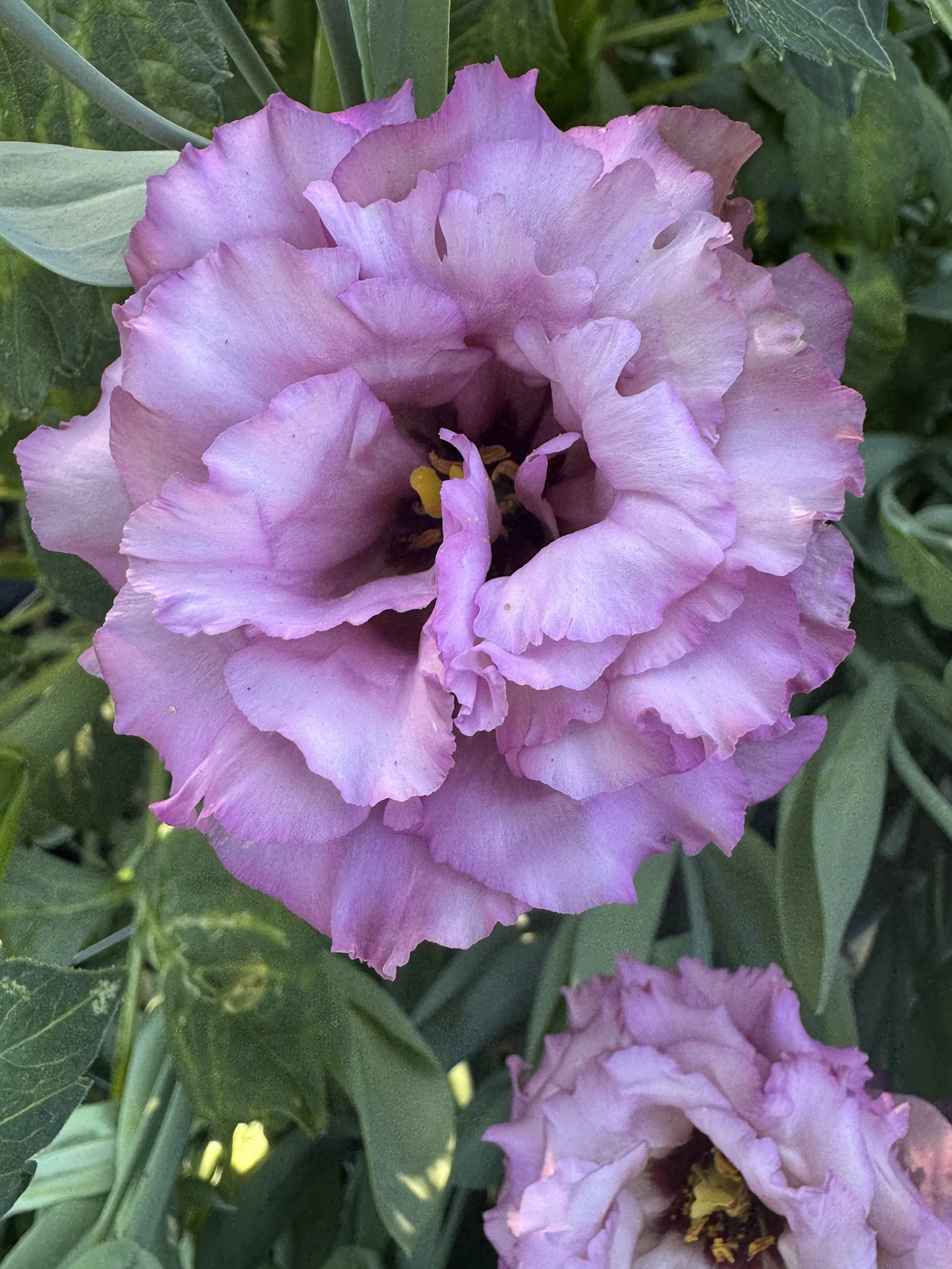EUSTOMA grandiflorum Celeb Wine