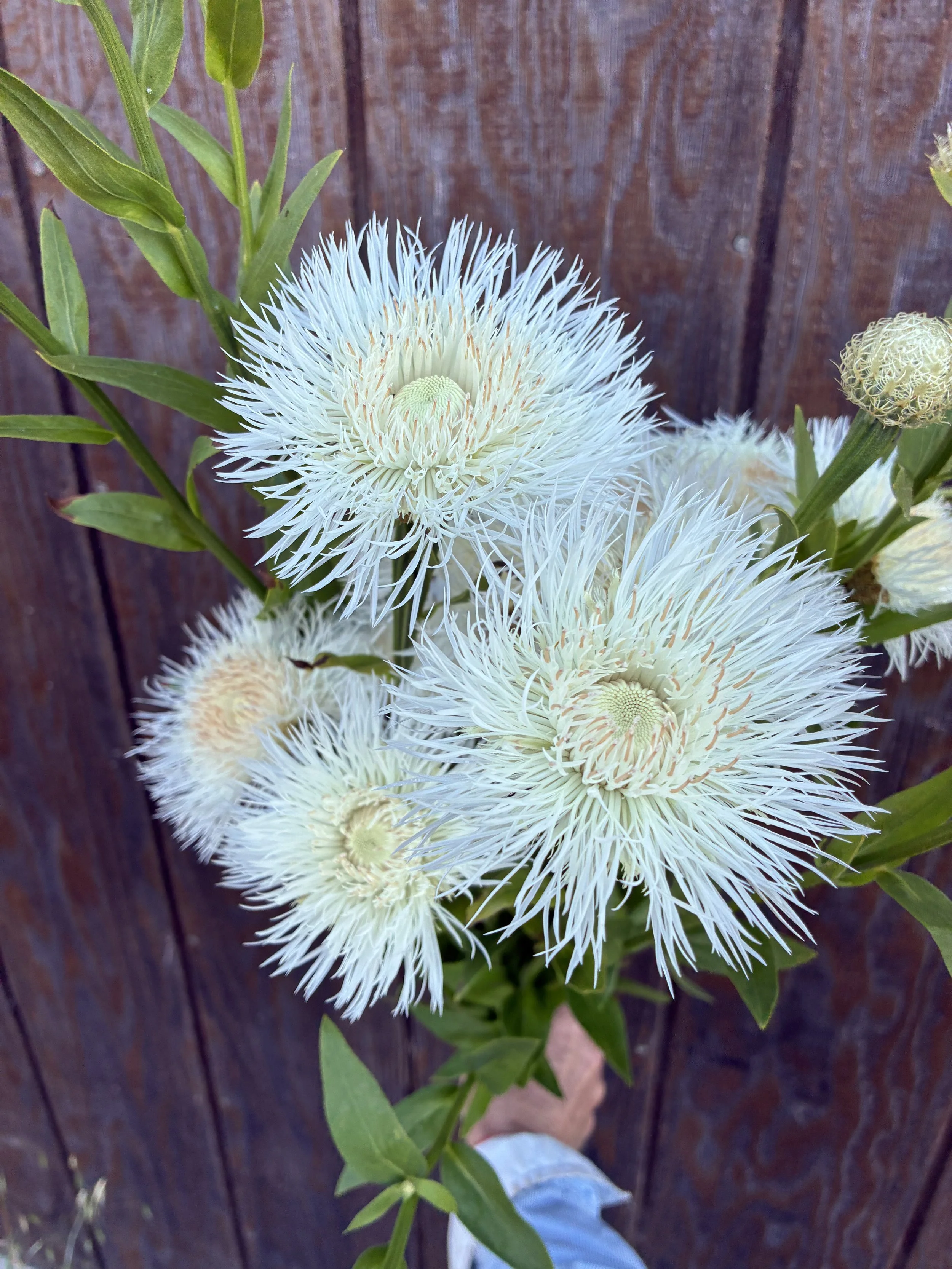 CENTAUREA americana Aloha Blanca
