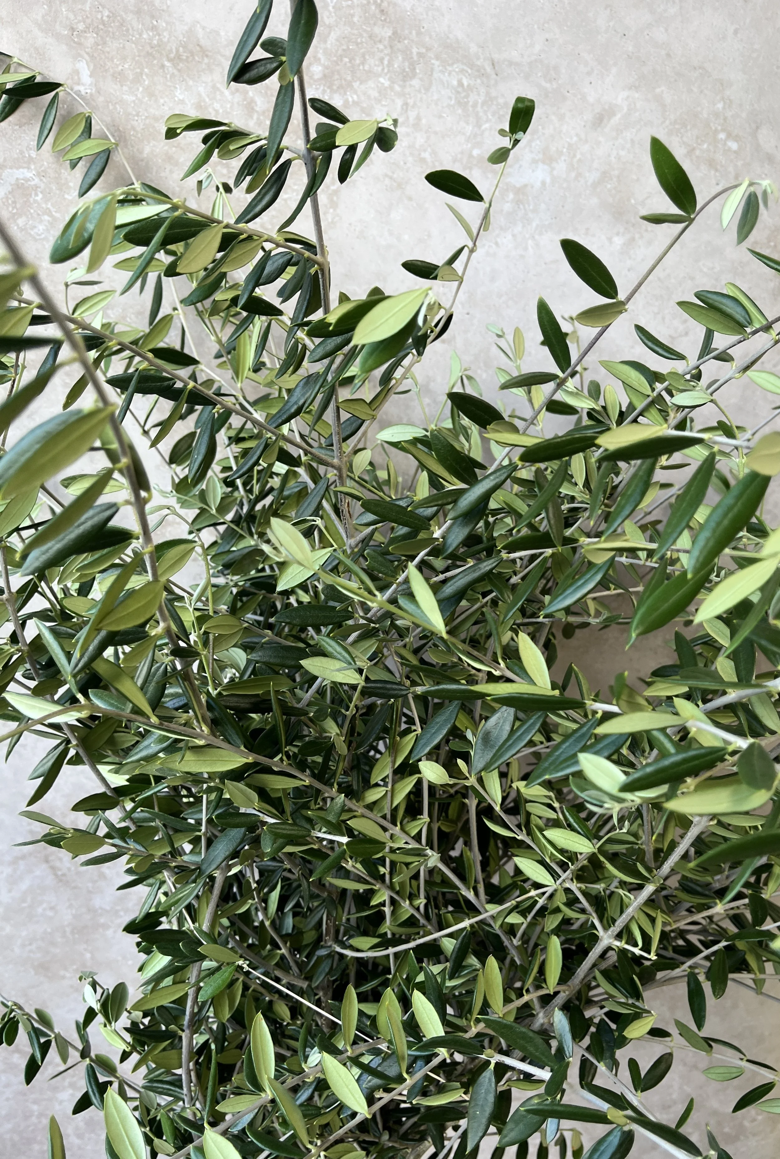 OLEA europaea