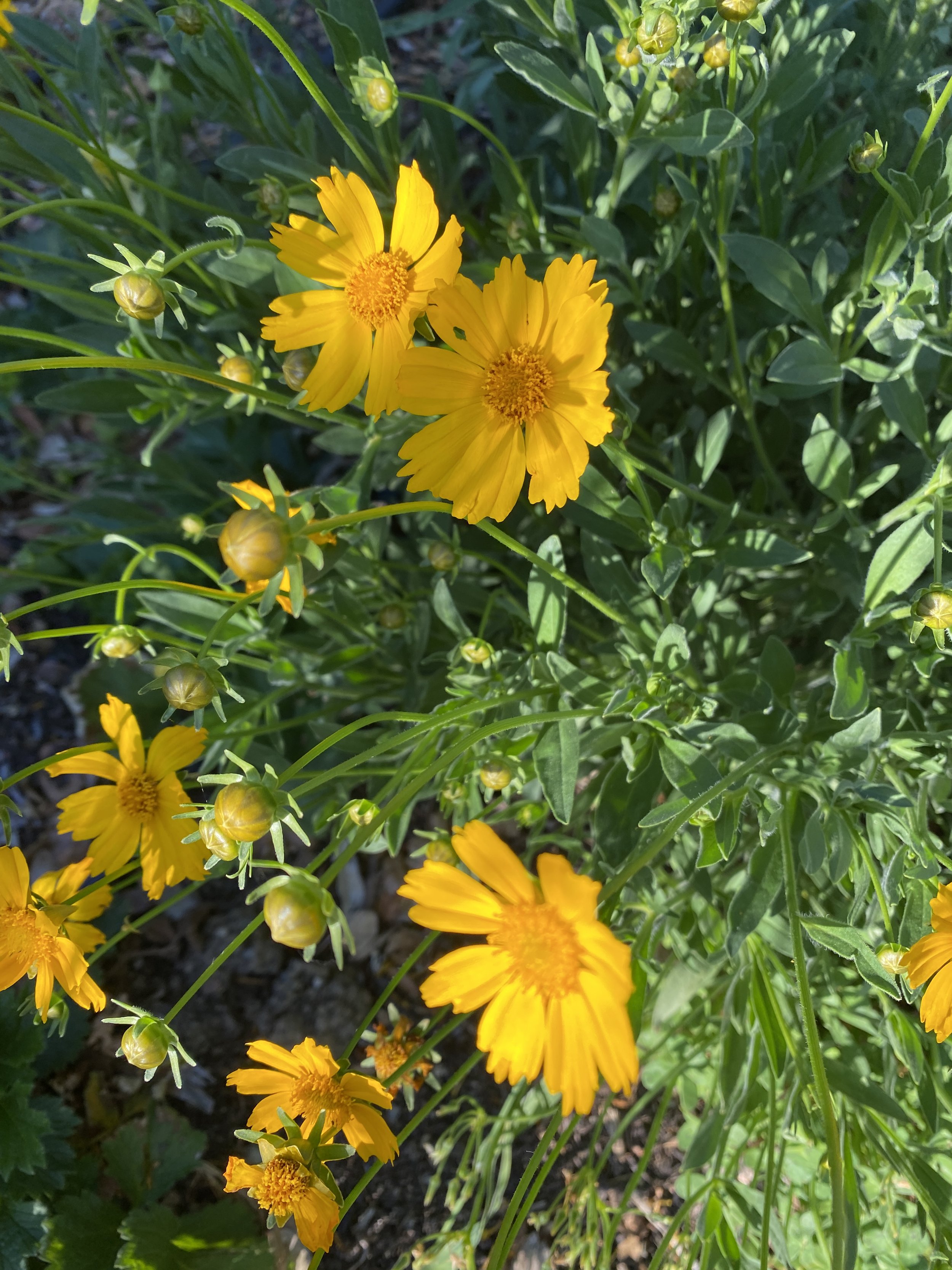 Coreopsis 'Sunshine Superman' $11 bu