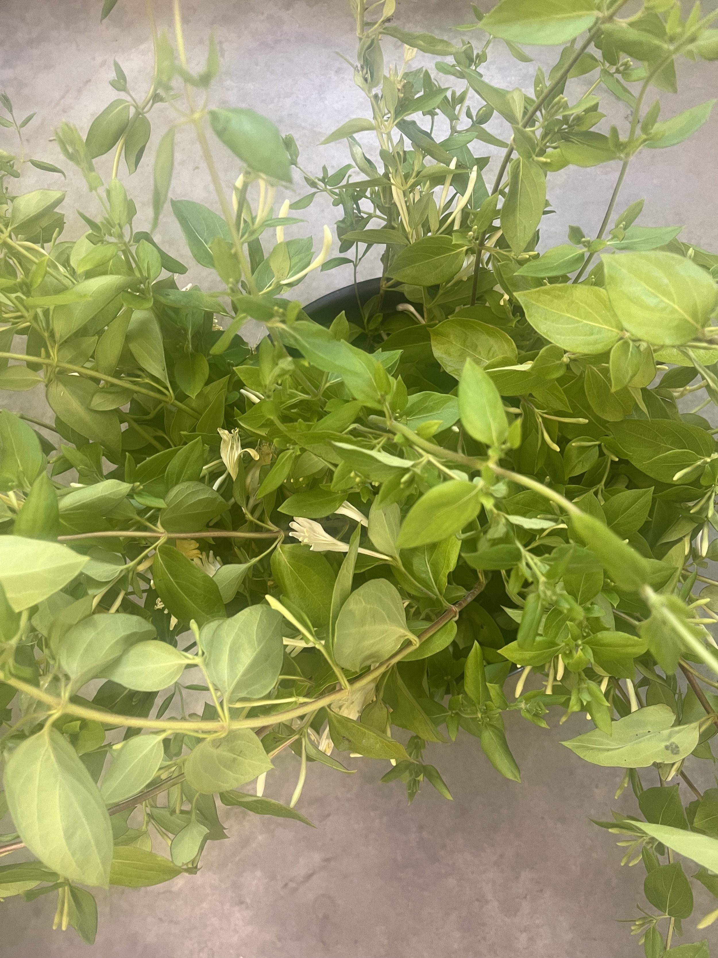 Honeysuckle $11 bu