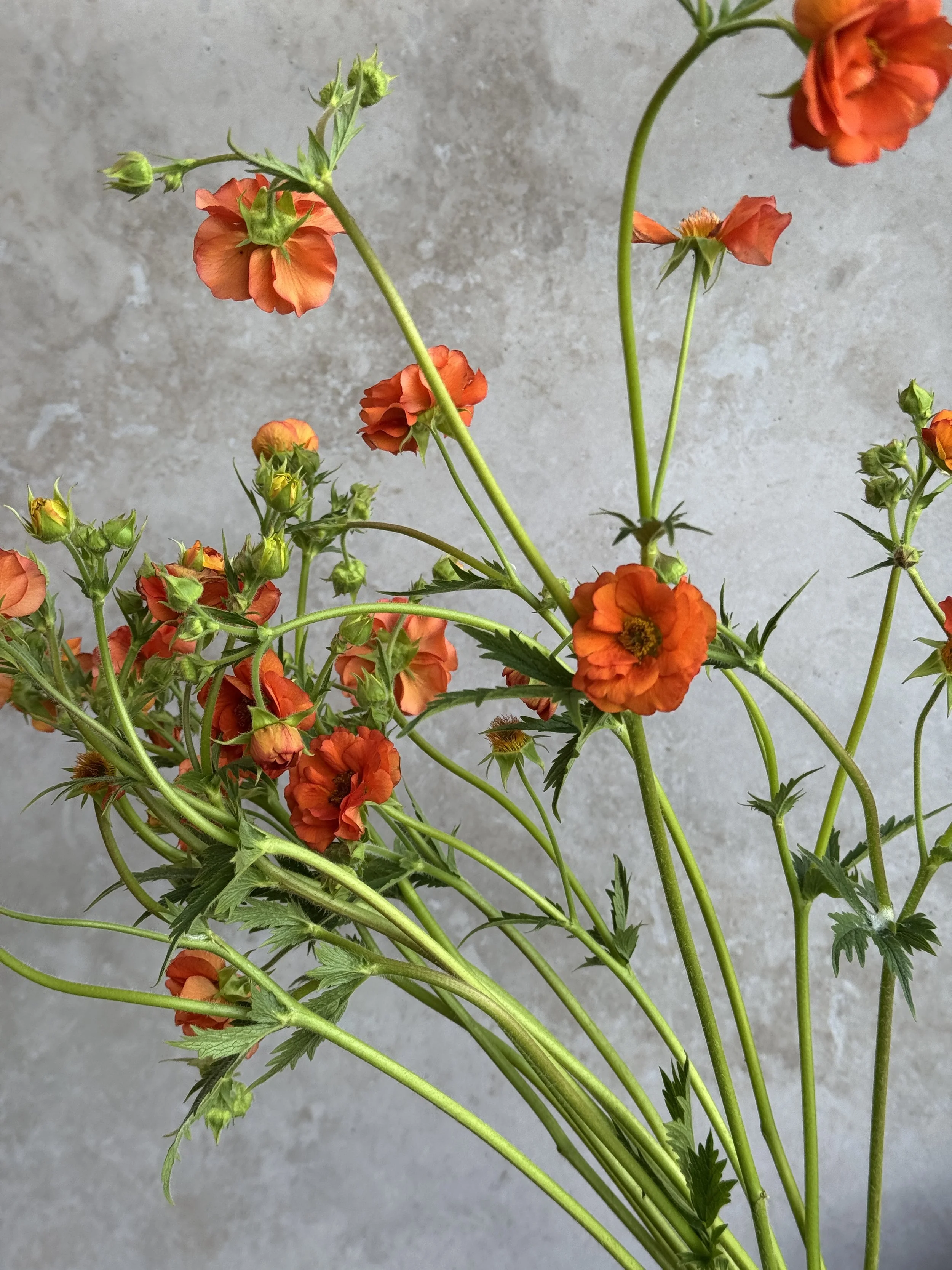 GEUM x Tropical Tempest