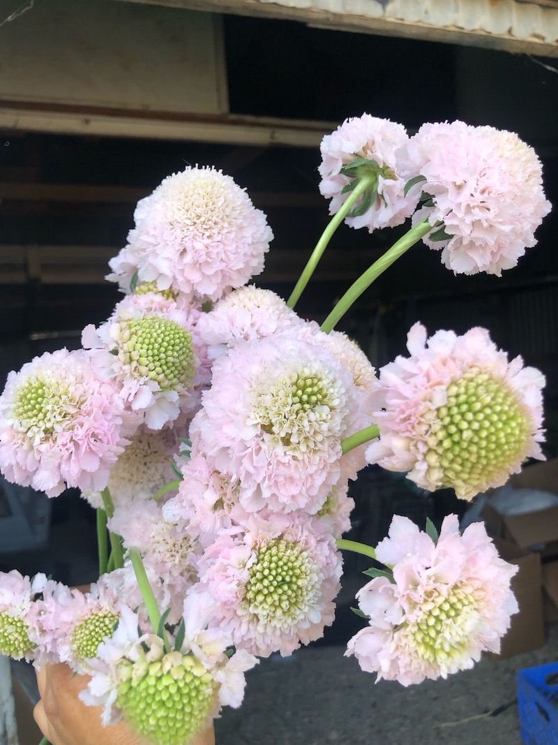 Scabiosa 'Bon Bon Scoop'