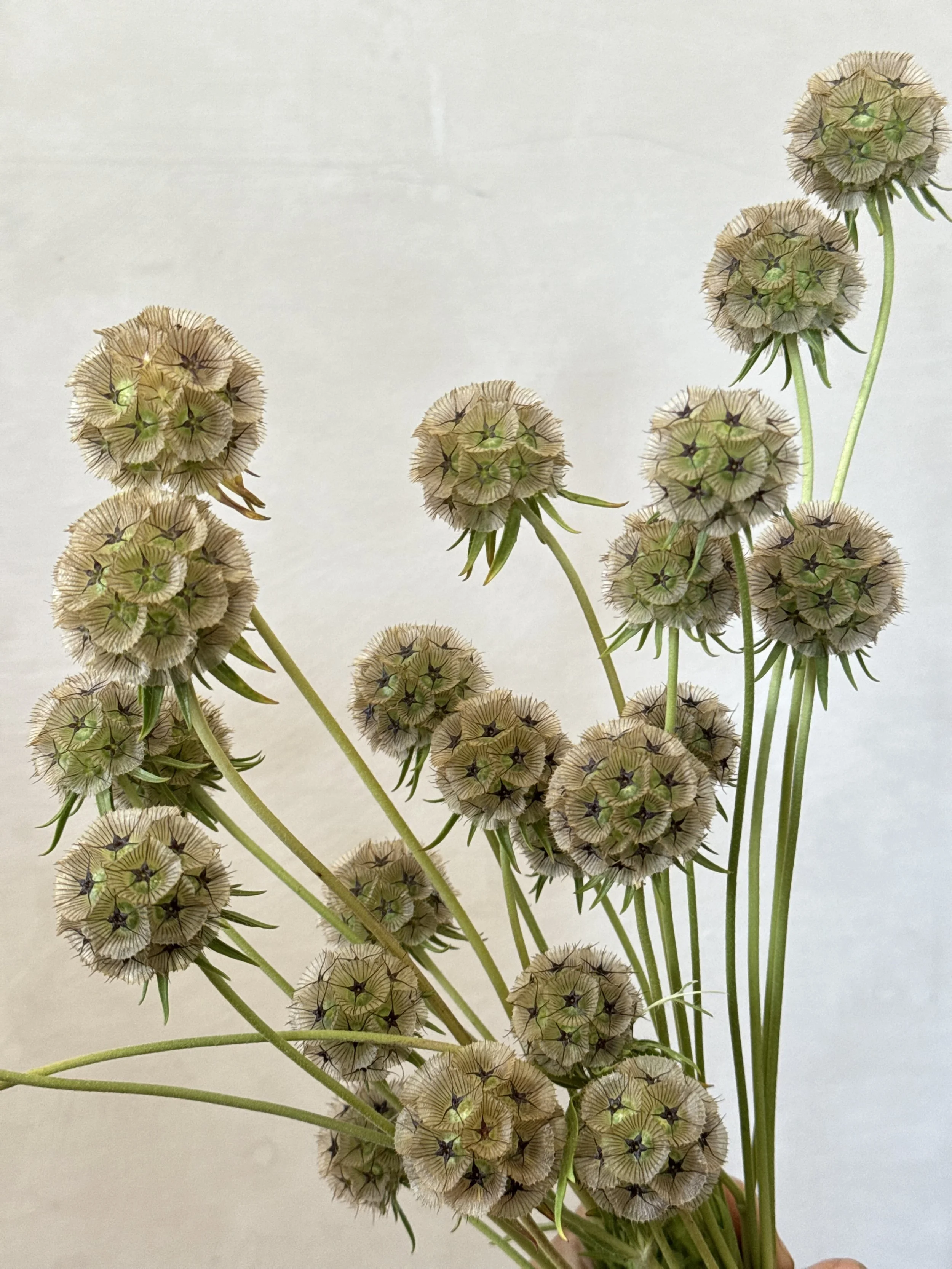 SCABIOSA stellata