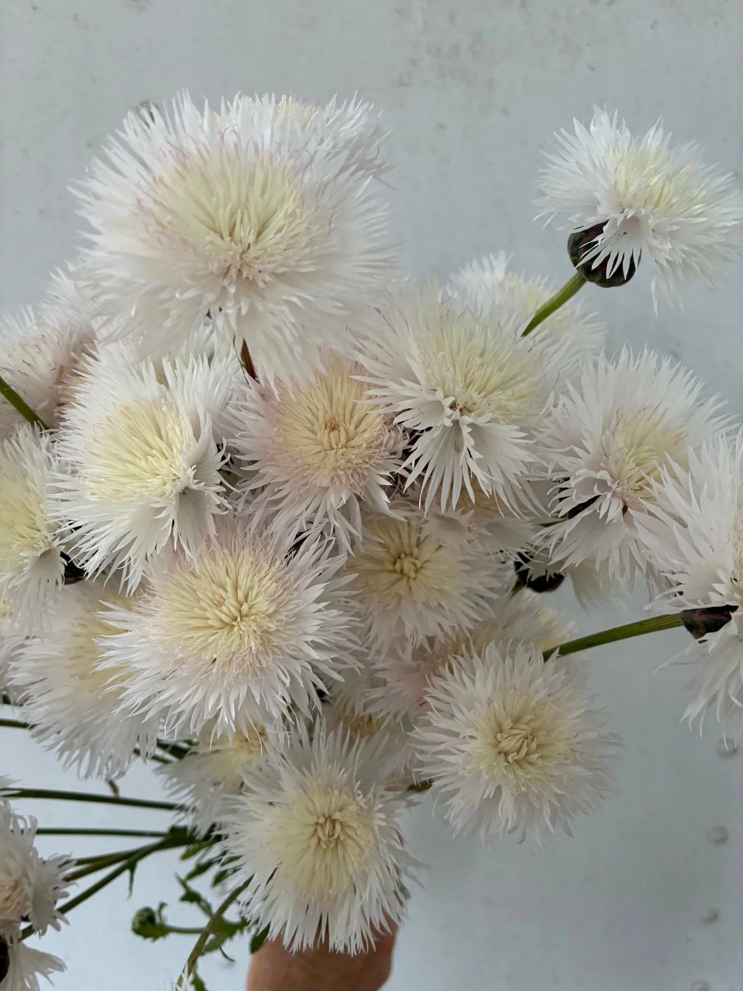 CENTAUREA imperialis