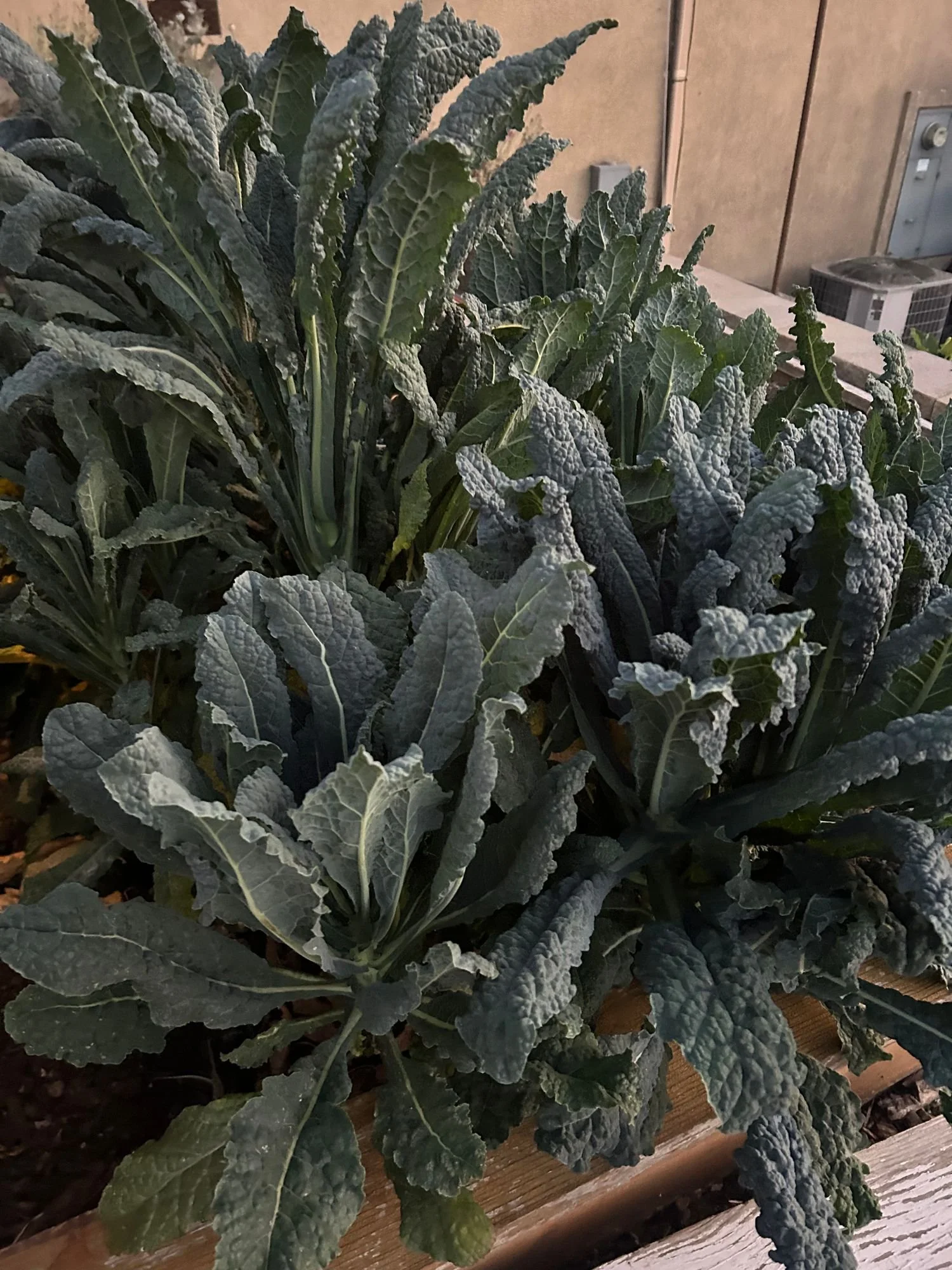 BRASSICA Kale Leaves