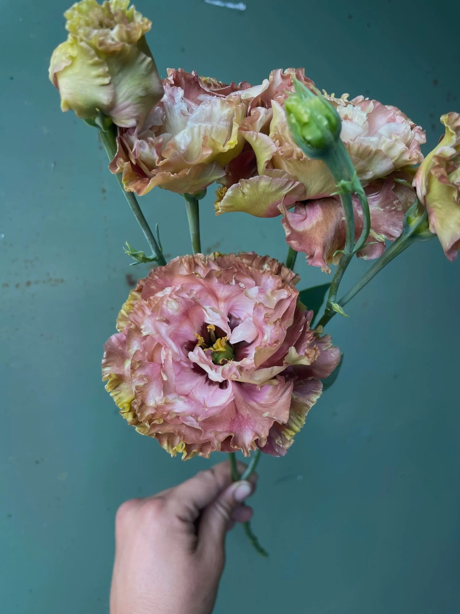 EUSTOMA grandiflorum Rosanne Terracotta