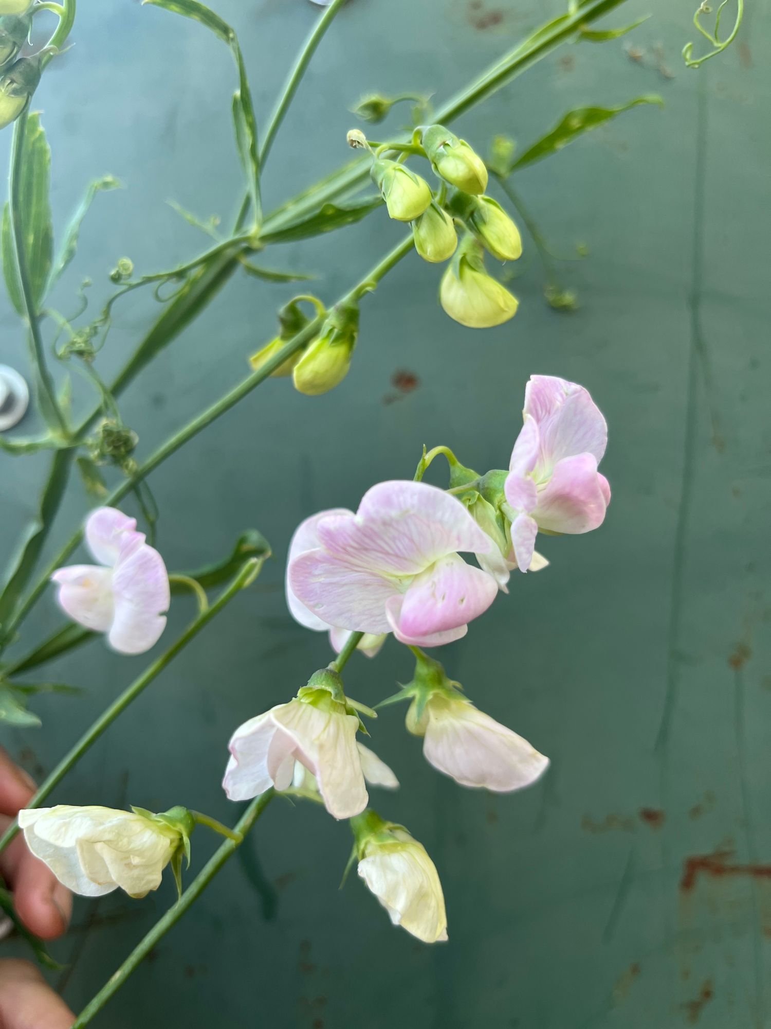 LATHYRUS latifolius Pink Pearl