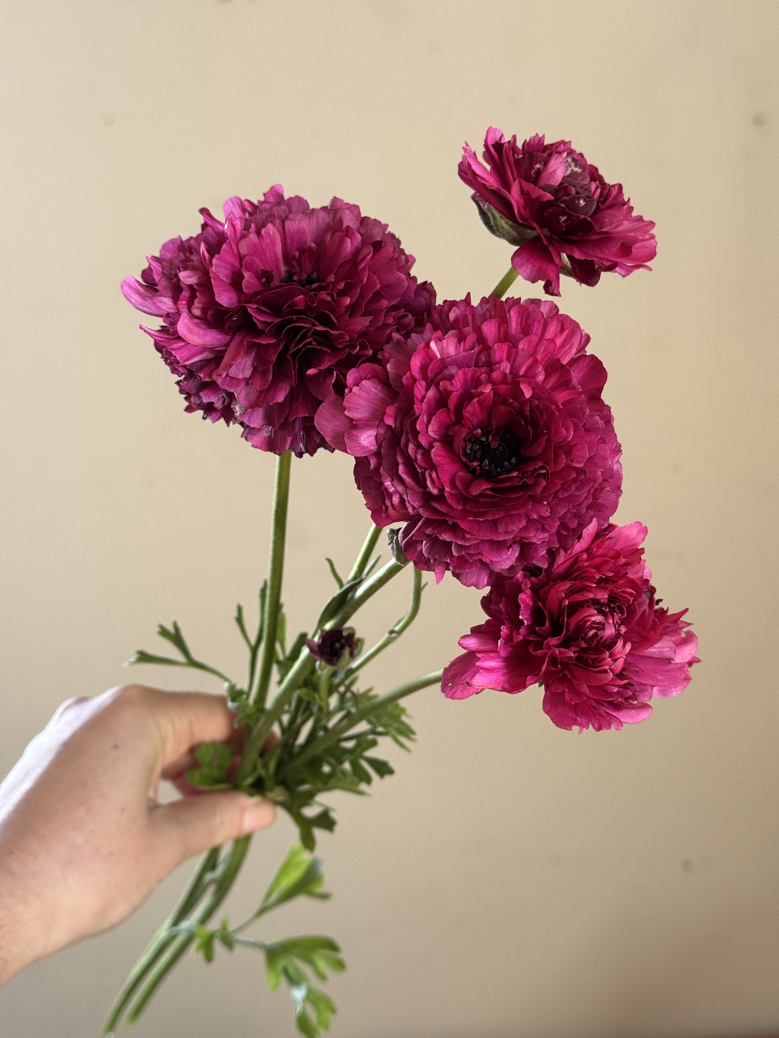 RANUNCULUS Romance Braga