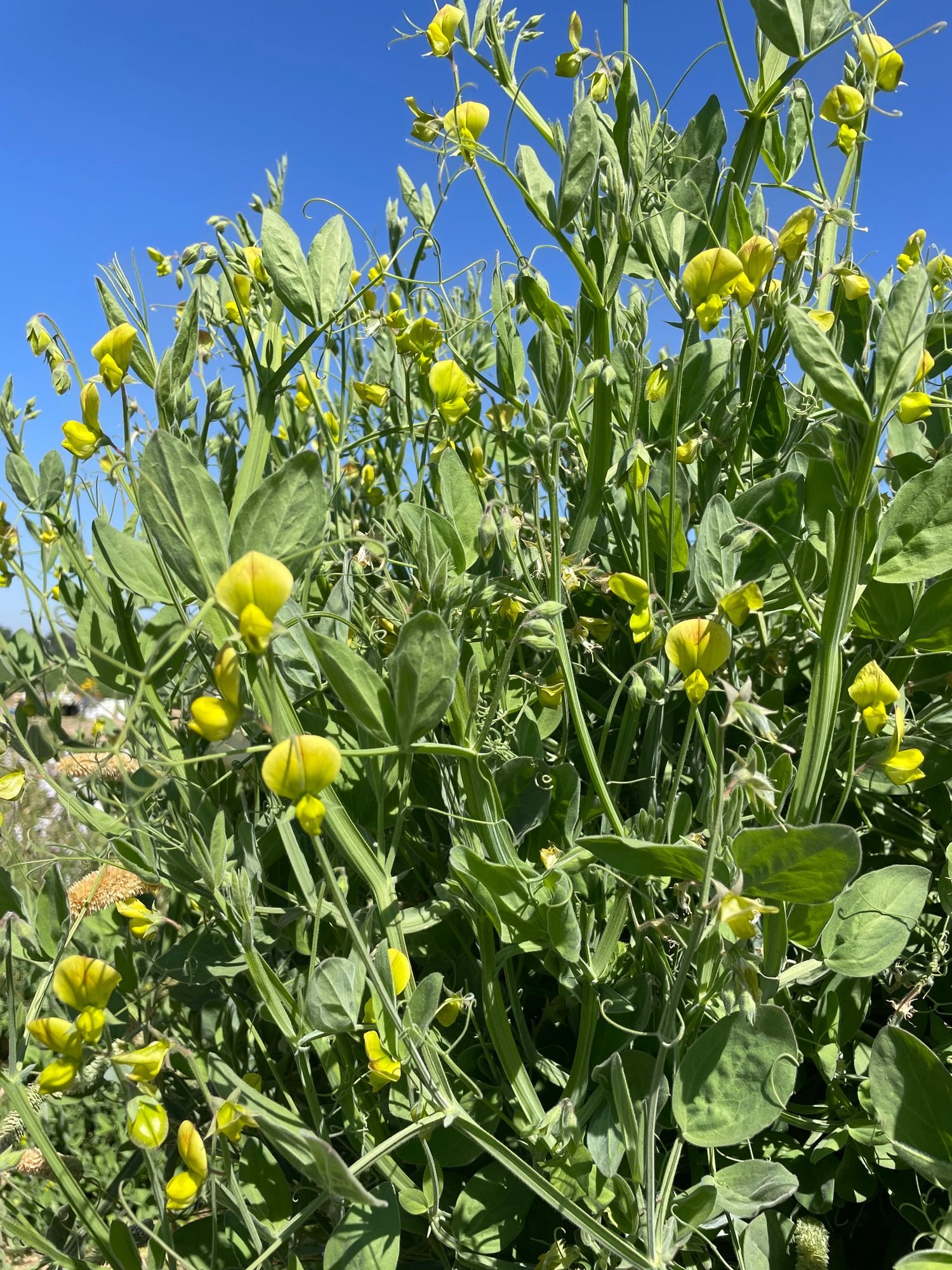 LATHYRUS chloranthus