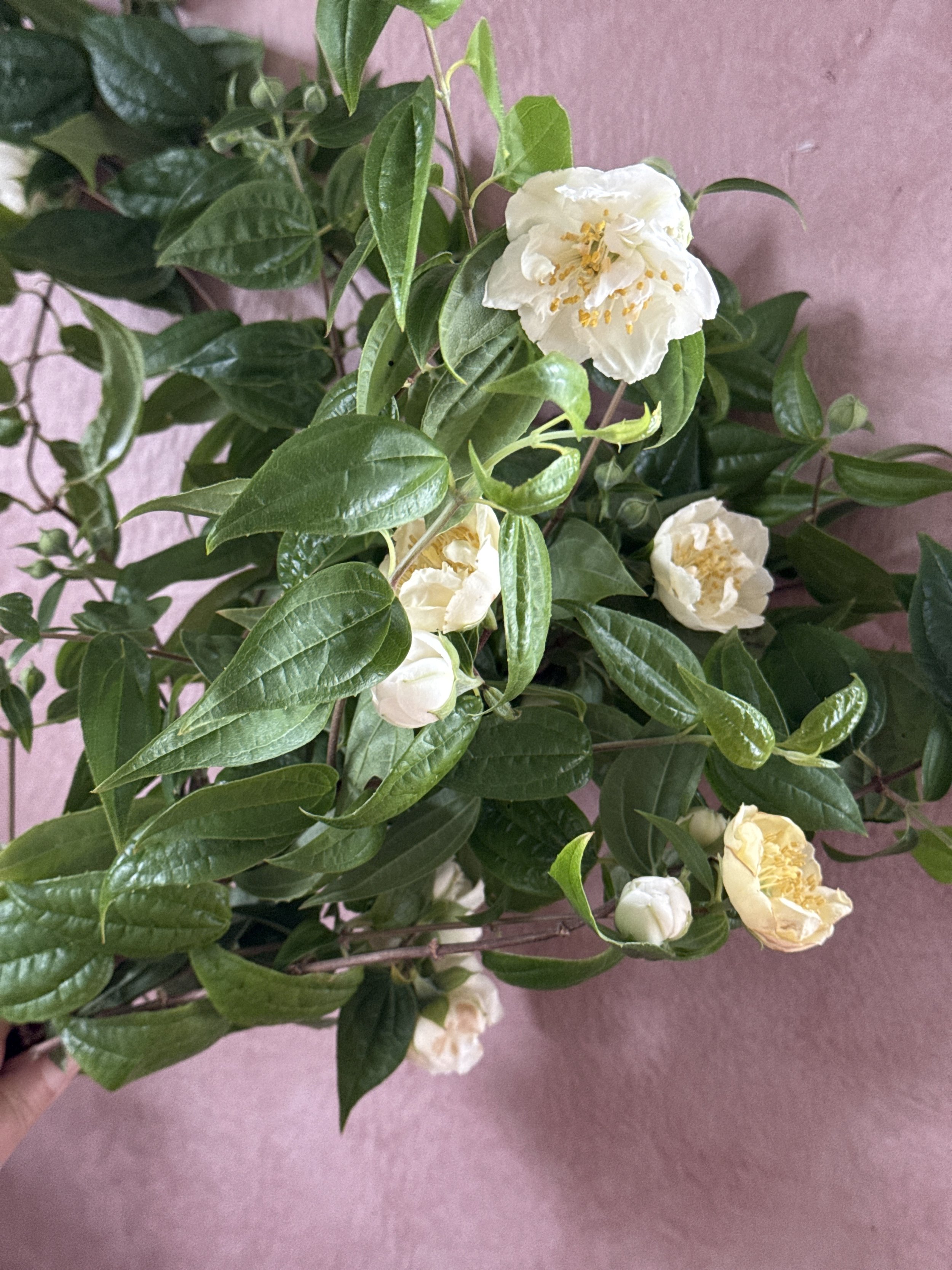 PHILADELPHUS mexicanus Flore Plena