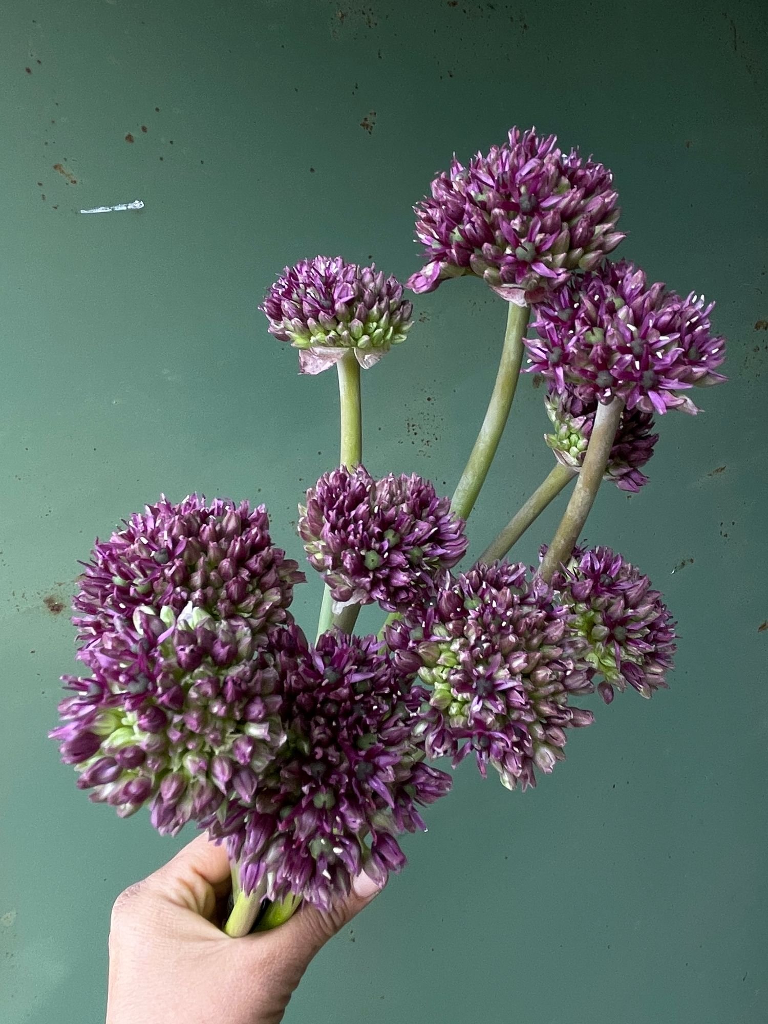 ALLIUM x Miami