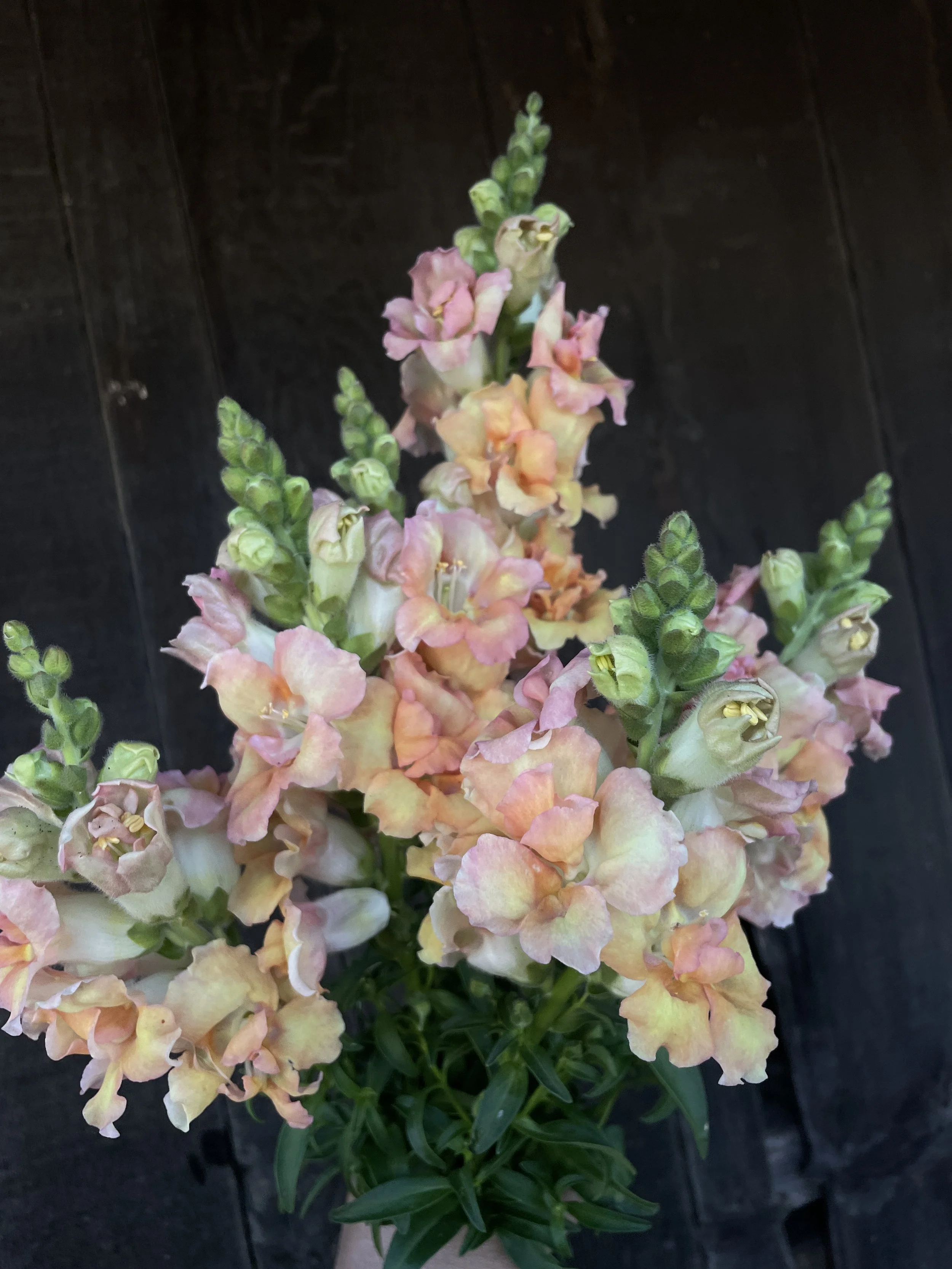 ANTIRRHINUM majus Madame Butterfly Bronze