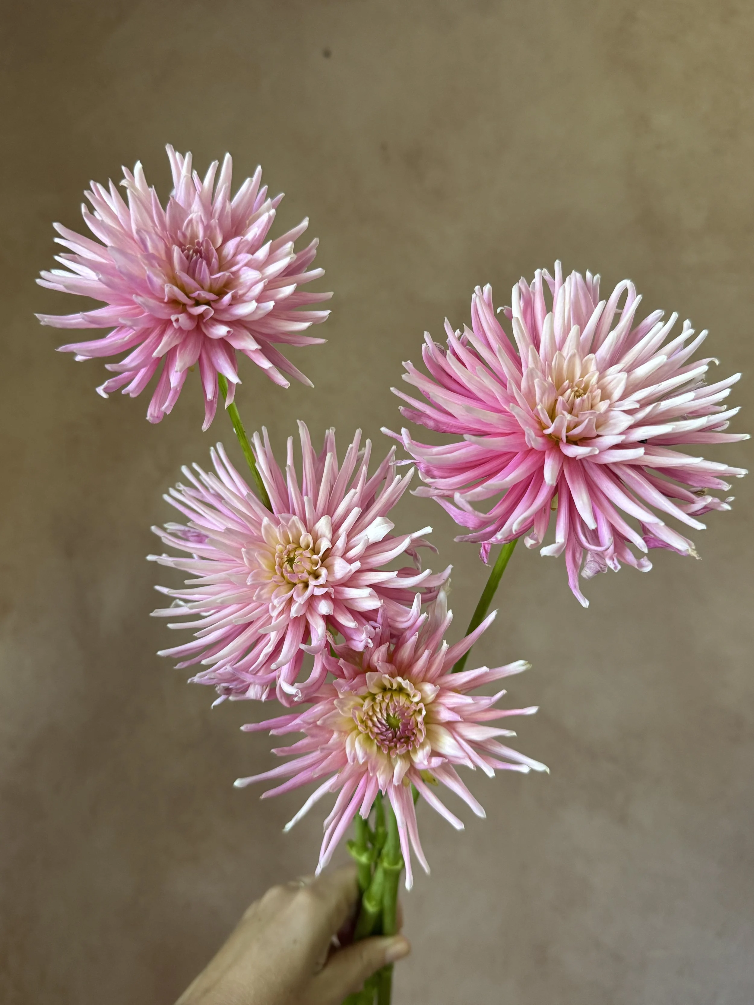 DAHLIA Cactus Pink