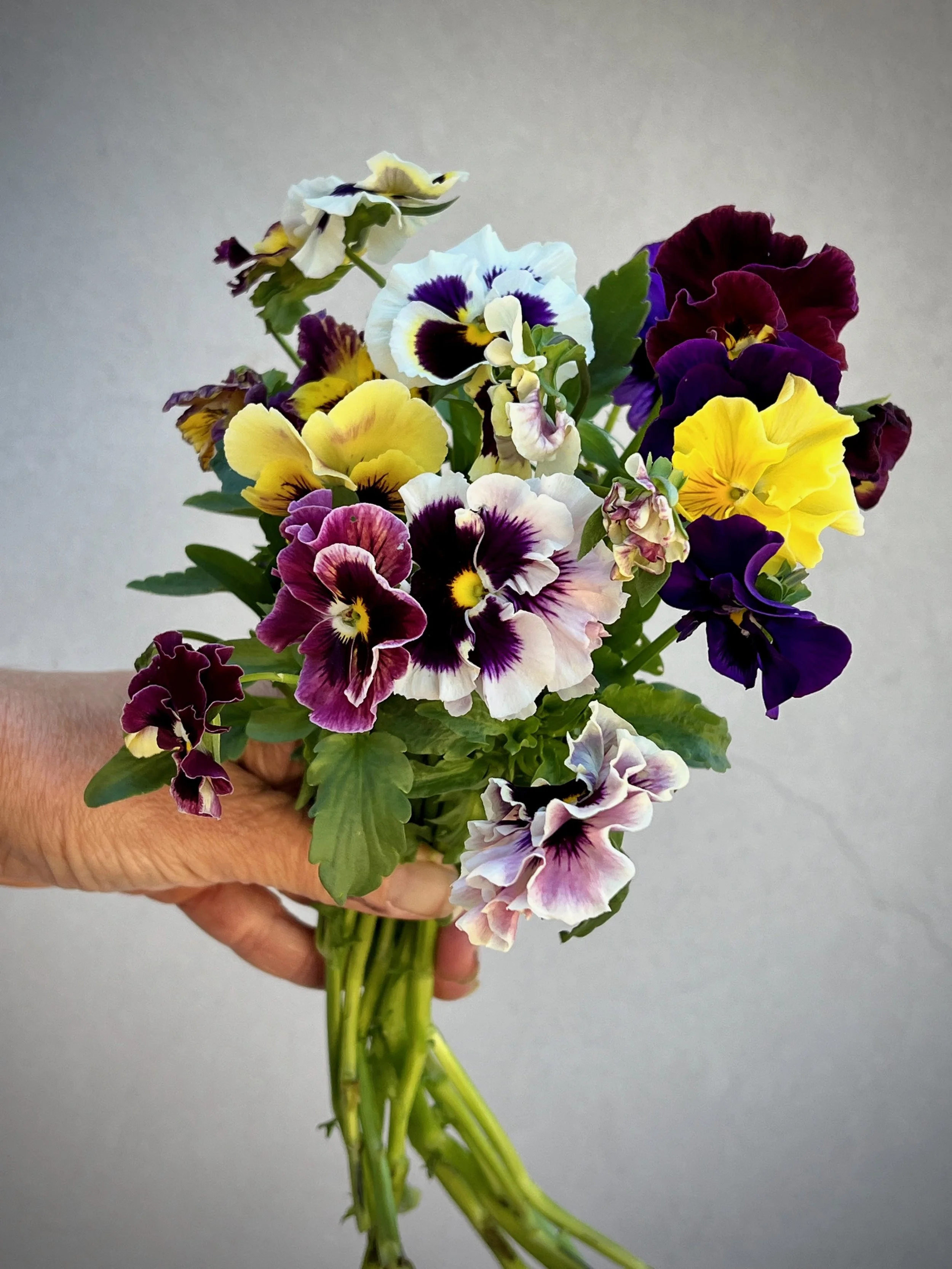 VIOLA x wittrockiana Moulin Rouge Mix