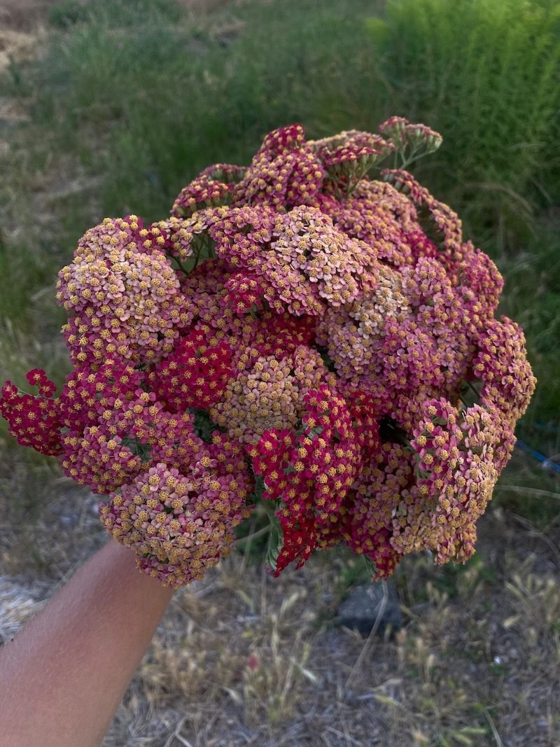 Yarrow 'Sassy Summer Sangria'