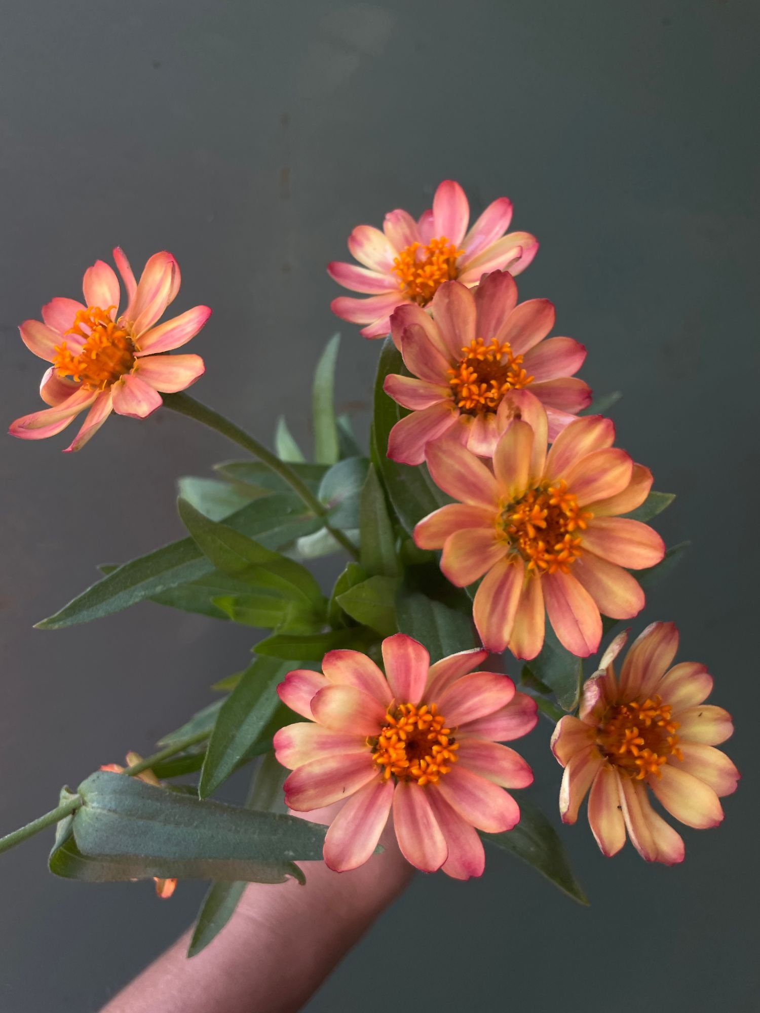 ZINNIA x Profusion Apricot