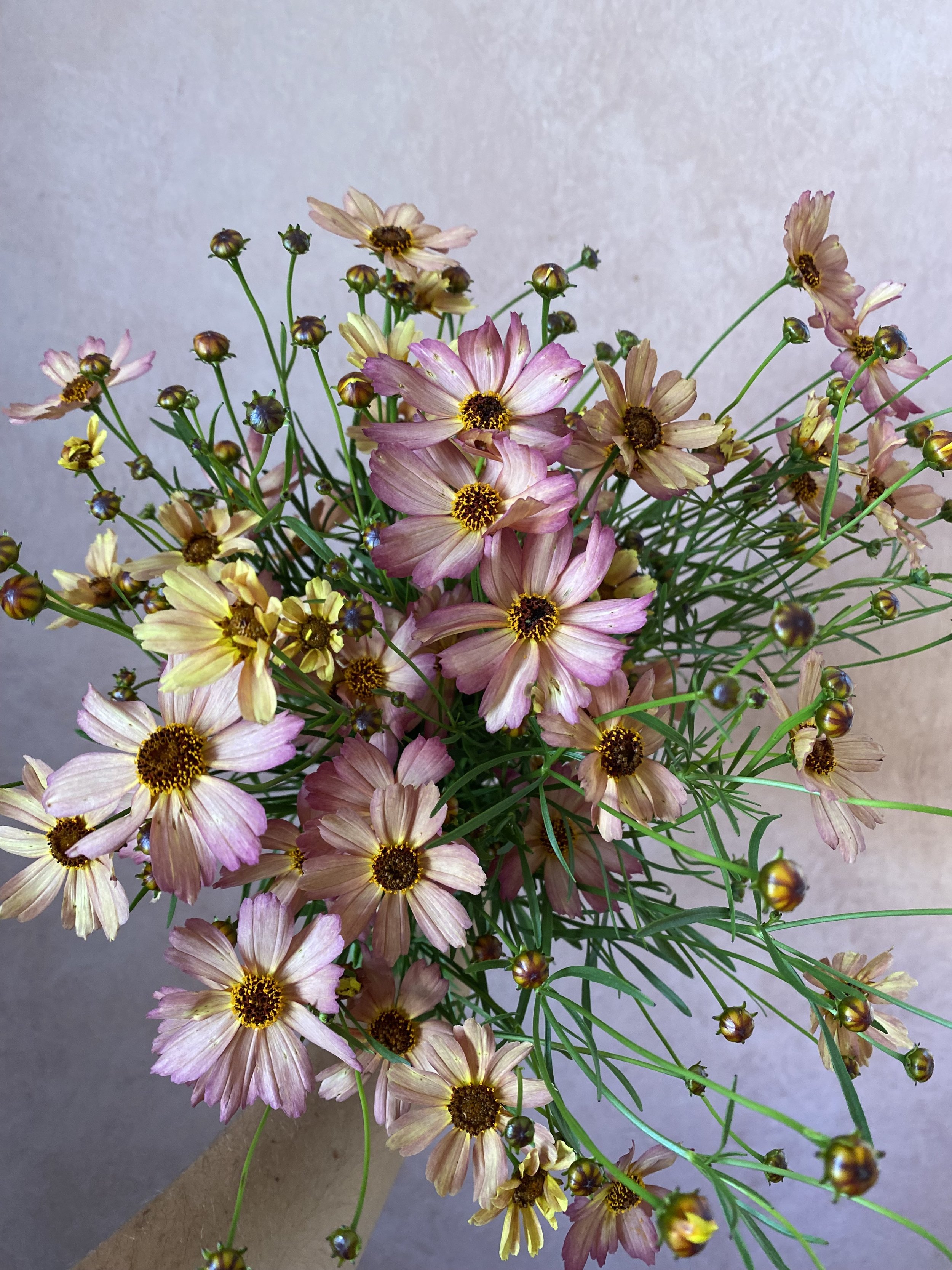 Coreopsis 'Desert Sandstone'