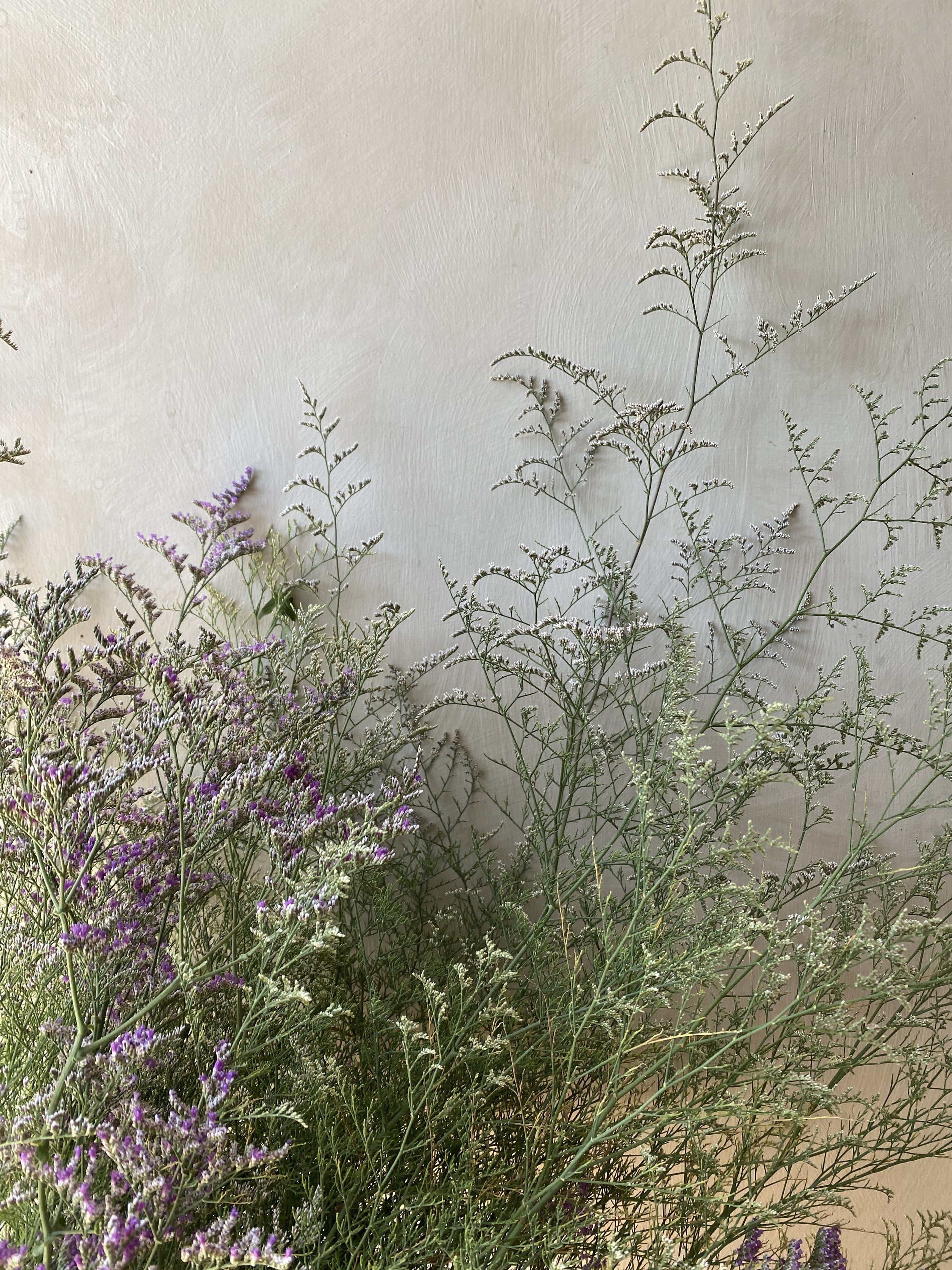Sea Lavender $12 bu