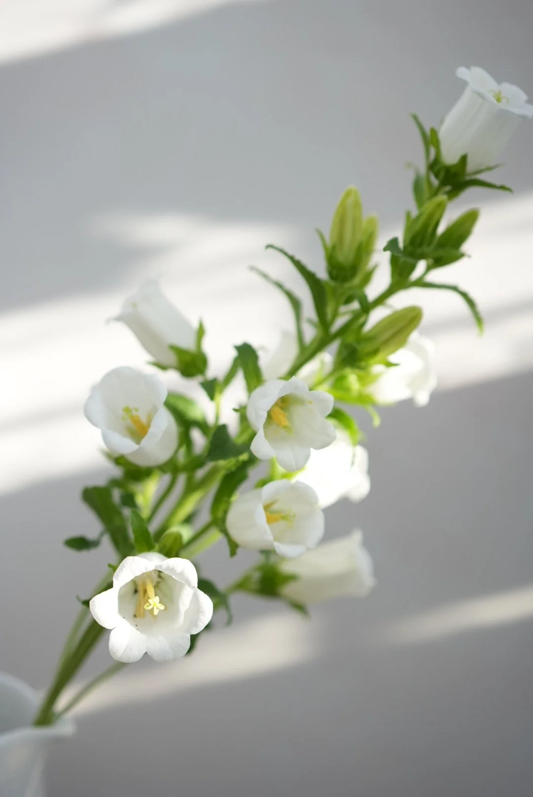 CAMPANULA medium White