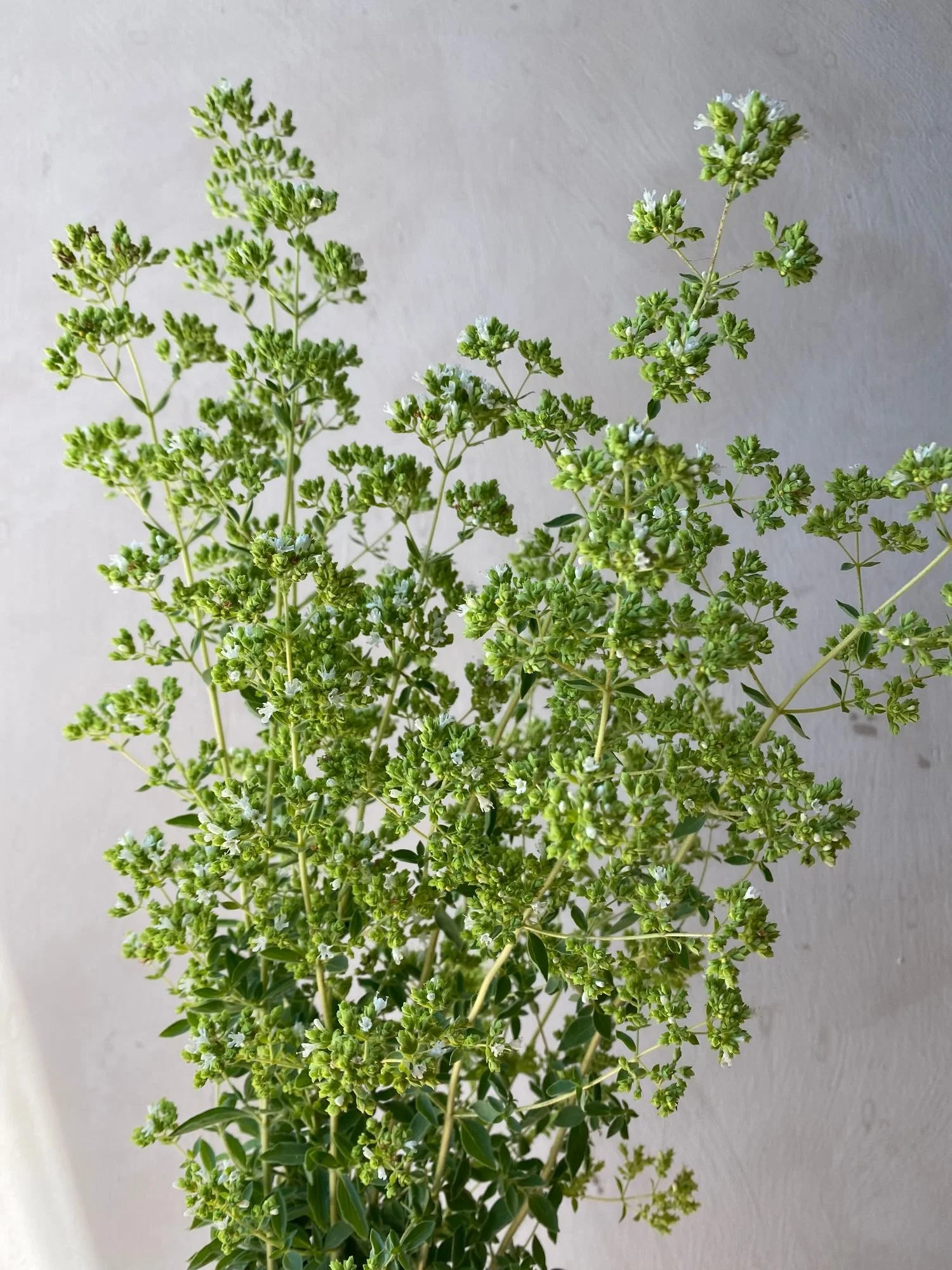 ORIGANUM majorana.jpeg