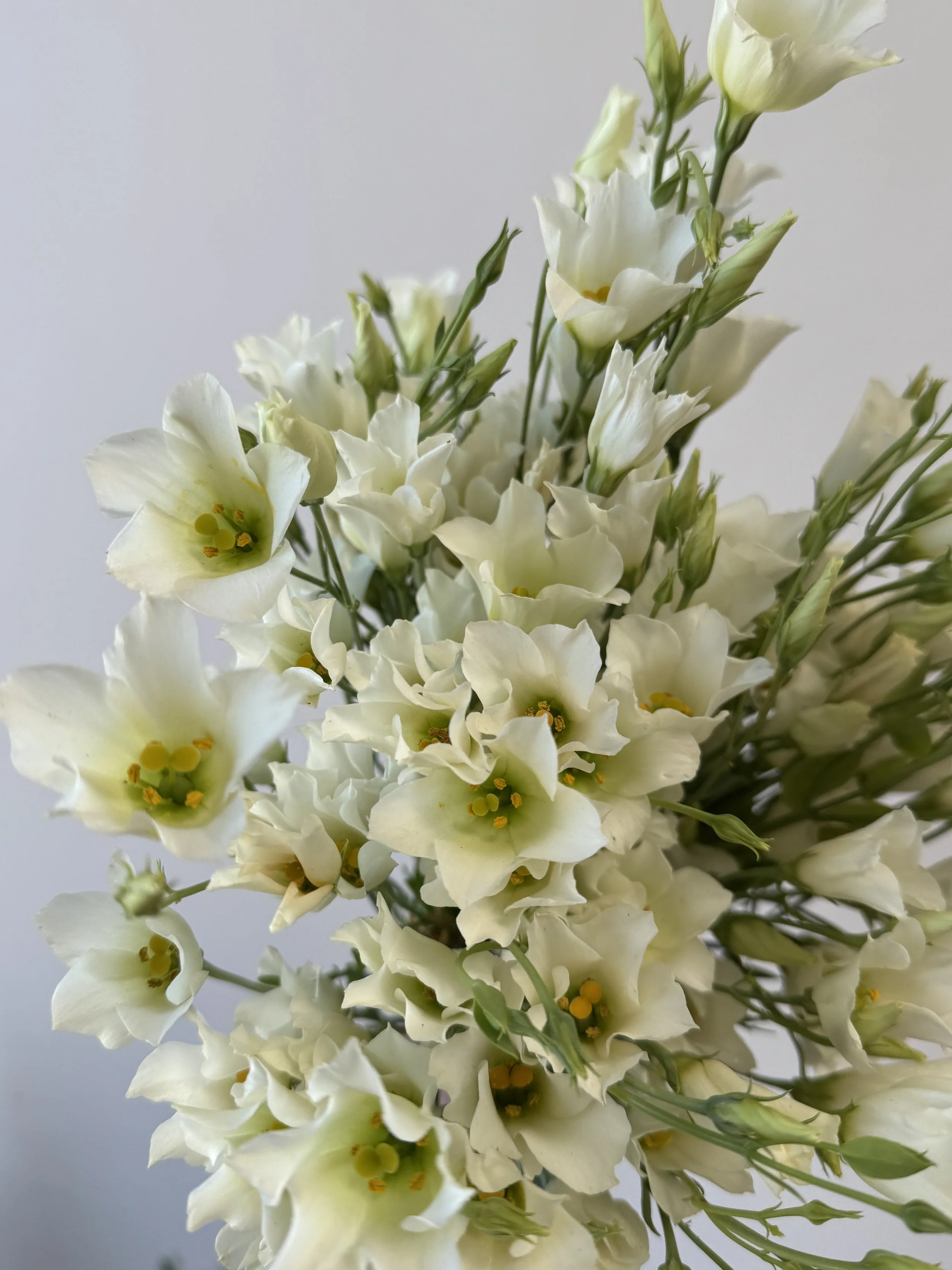 EUSTOMA grandiflorum Macherie