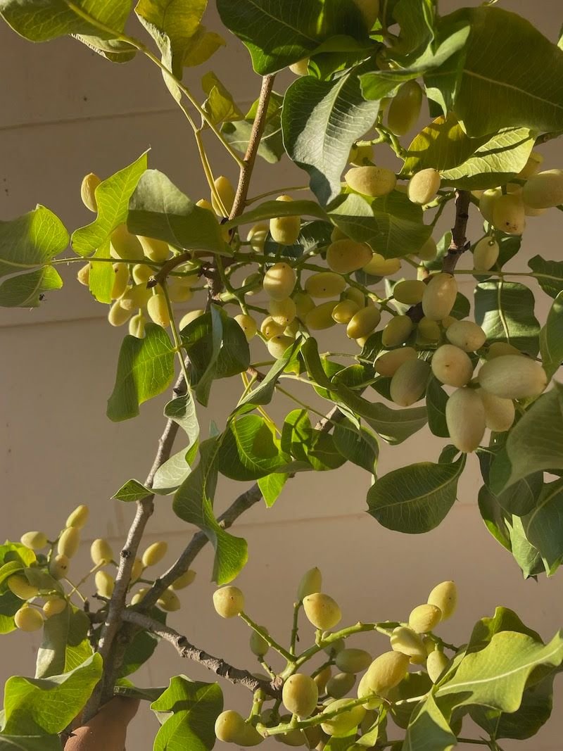 Pistachio with fruit