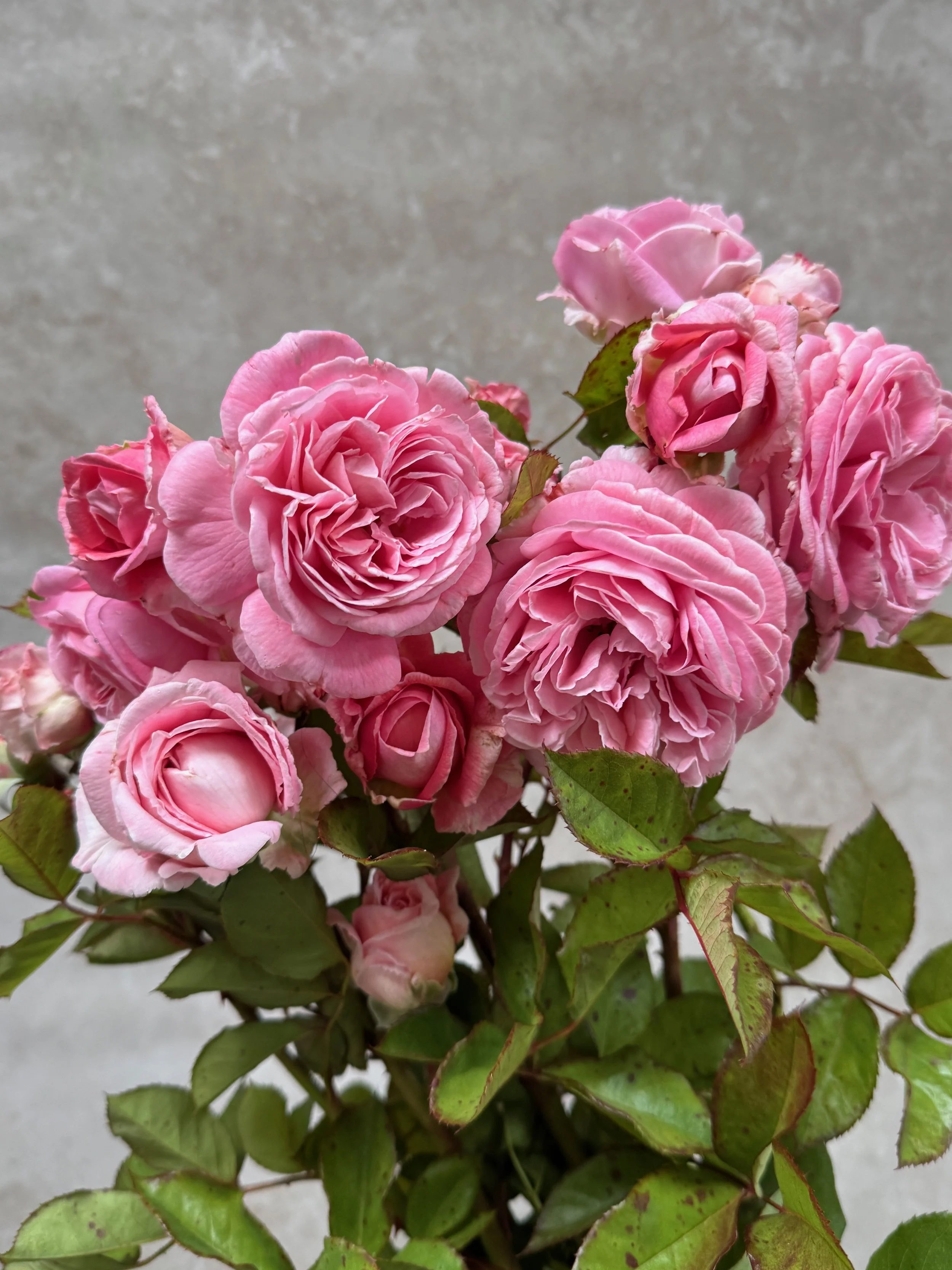ROSA hybrida Parfuma Summer Romance