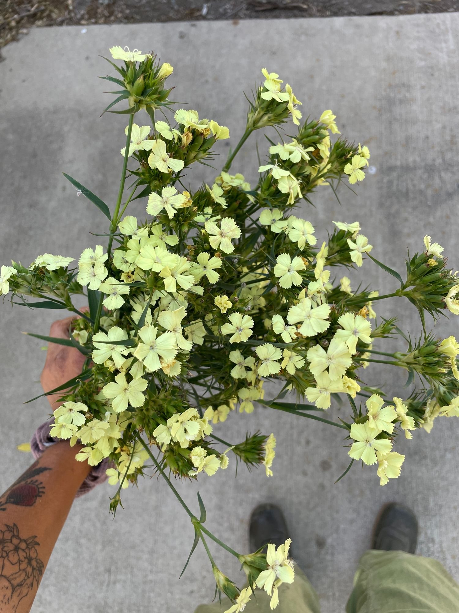 DIANTHUS knappii Yellow Harmony