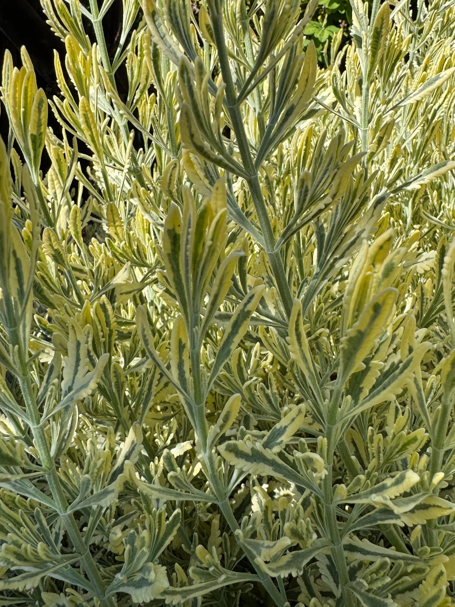 LAVANDULA x allardii Meerlo
