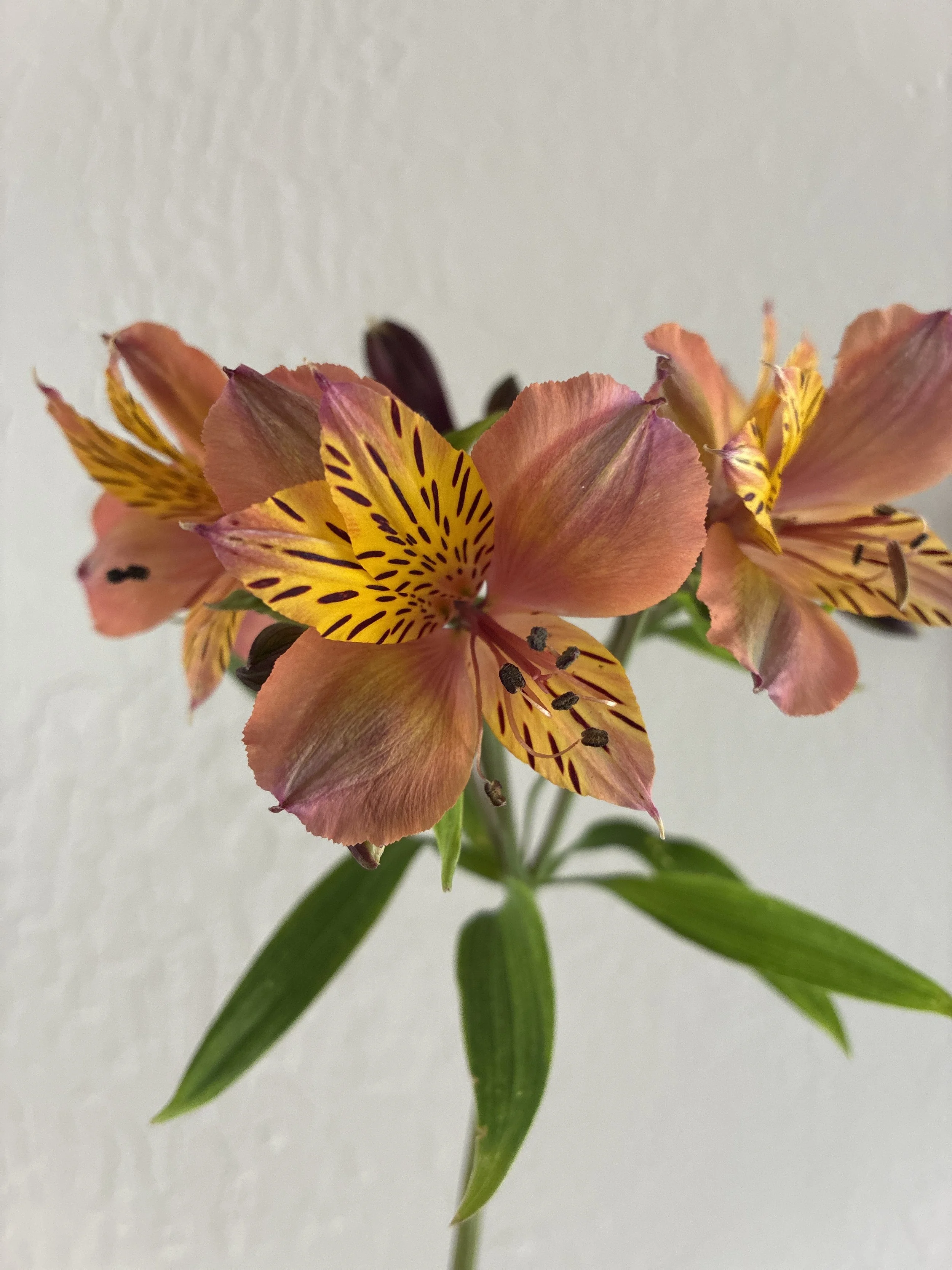 ALSTROEMERIA x Salmon