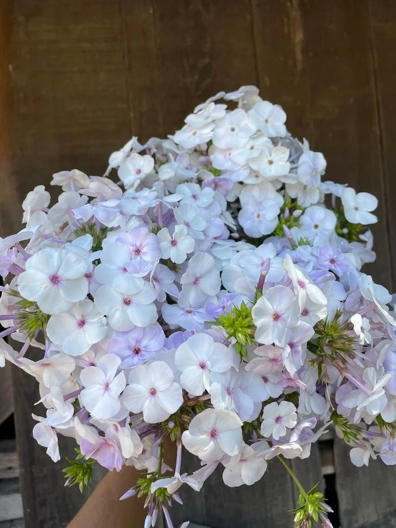 Phlox 'Fashionably Early Lavender Ice'