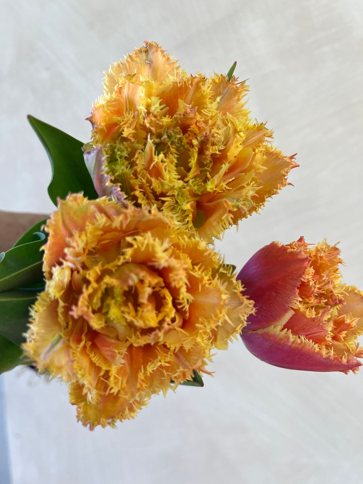 Tulip 'Brisbane'
