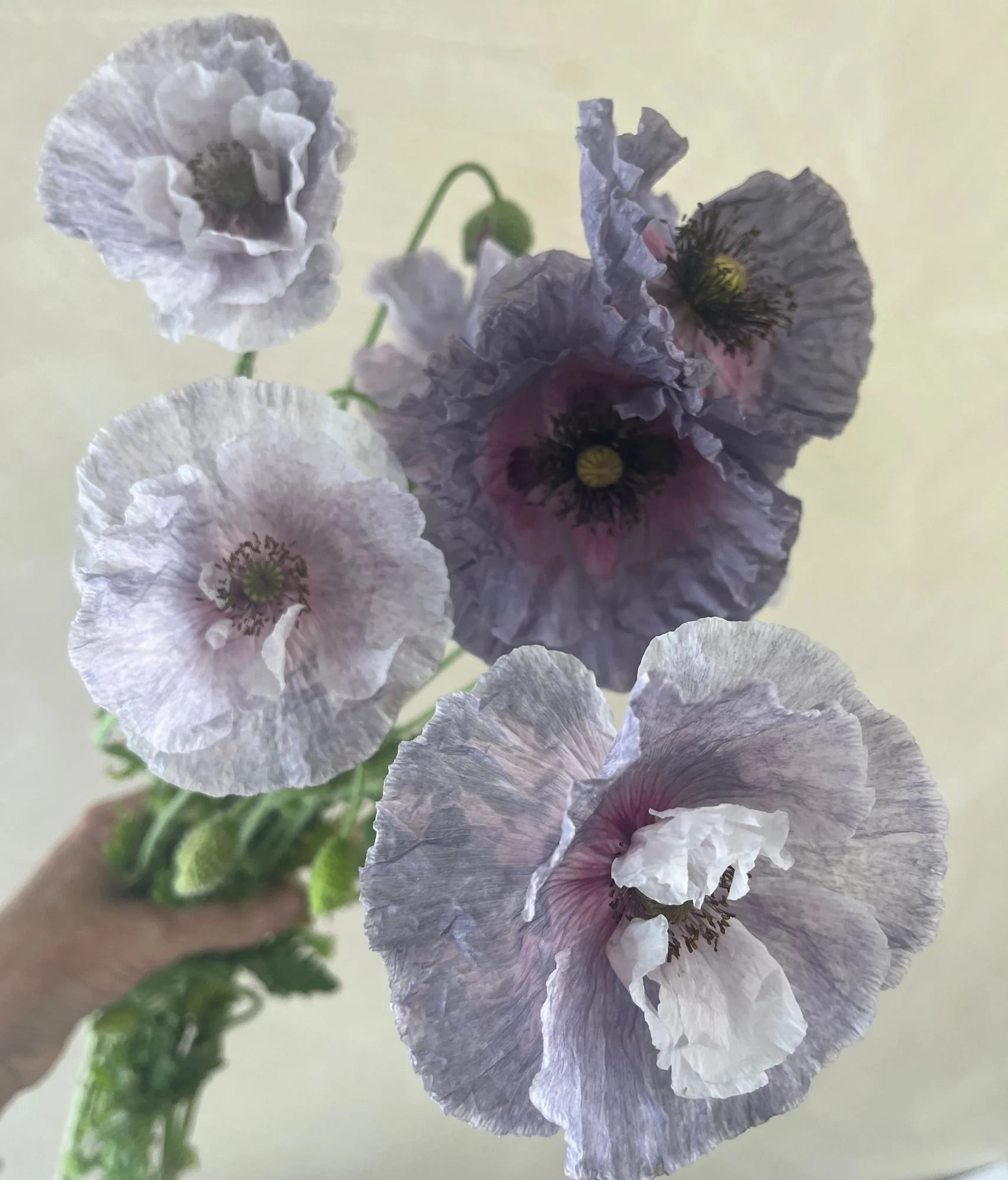 PAPAVER rhoeas Amazing Grey
